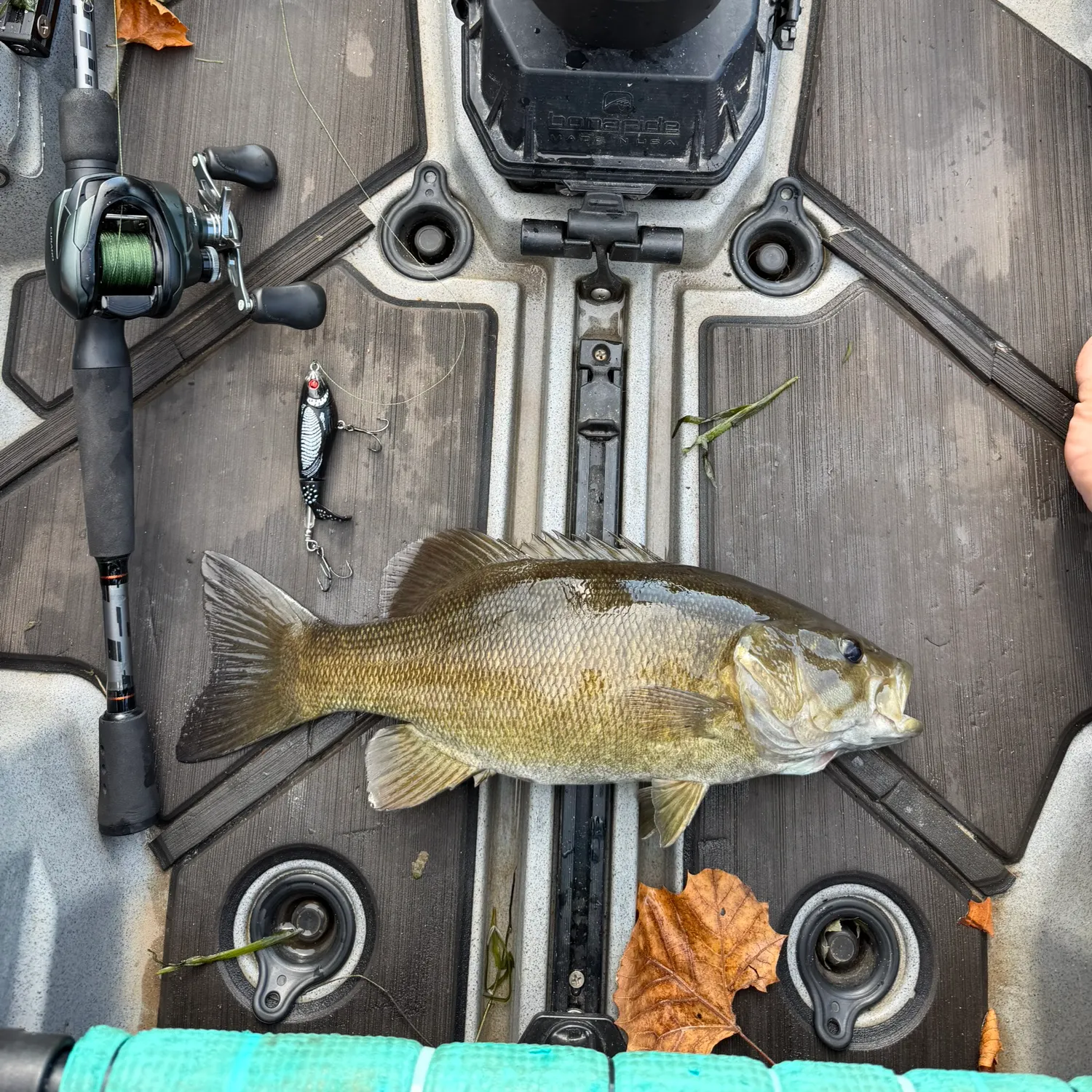 Smallmouth bass caught on Fishbrain