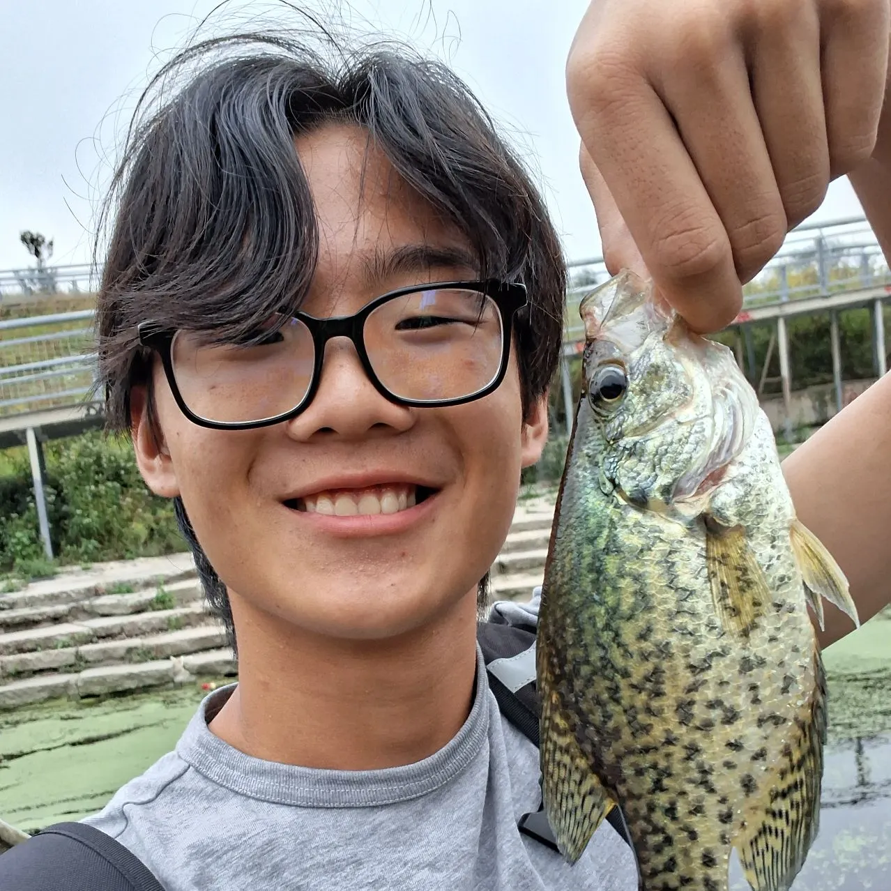 Black crappie caught on Fishbrain