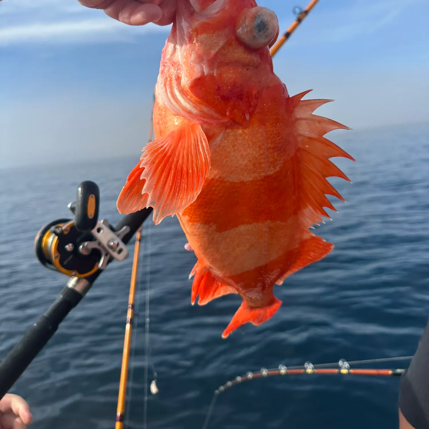The most recent Redbanded rockfish catches on Fishbrain