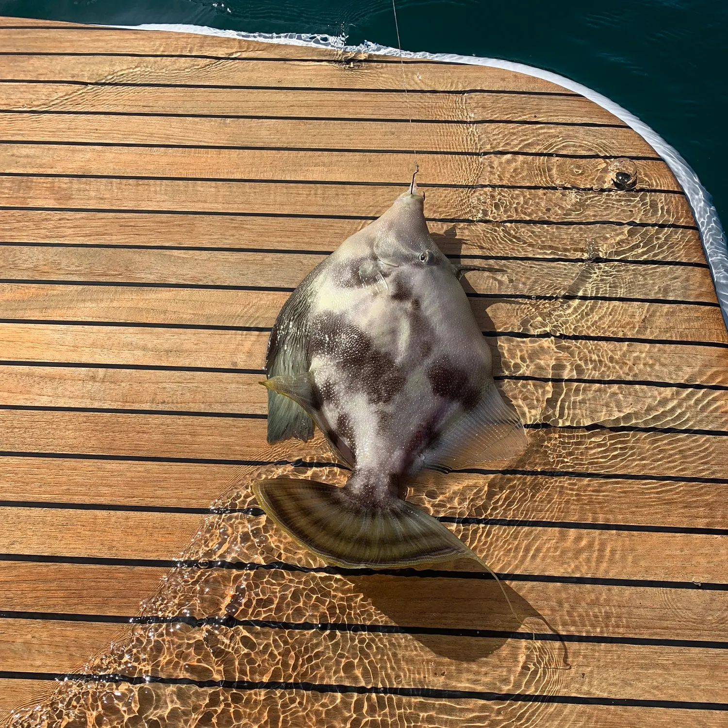 The most recent Yellowfin leatherjacket catches on Fishbrain