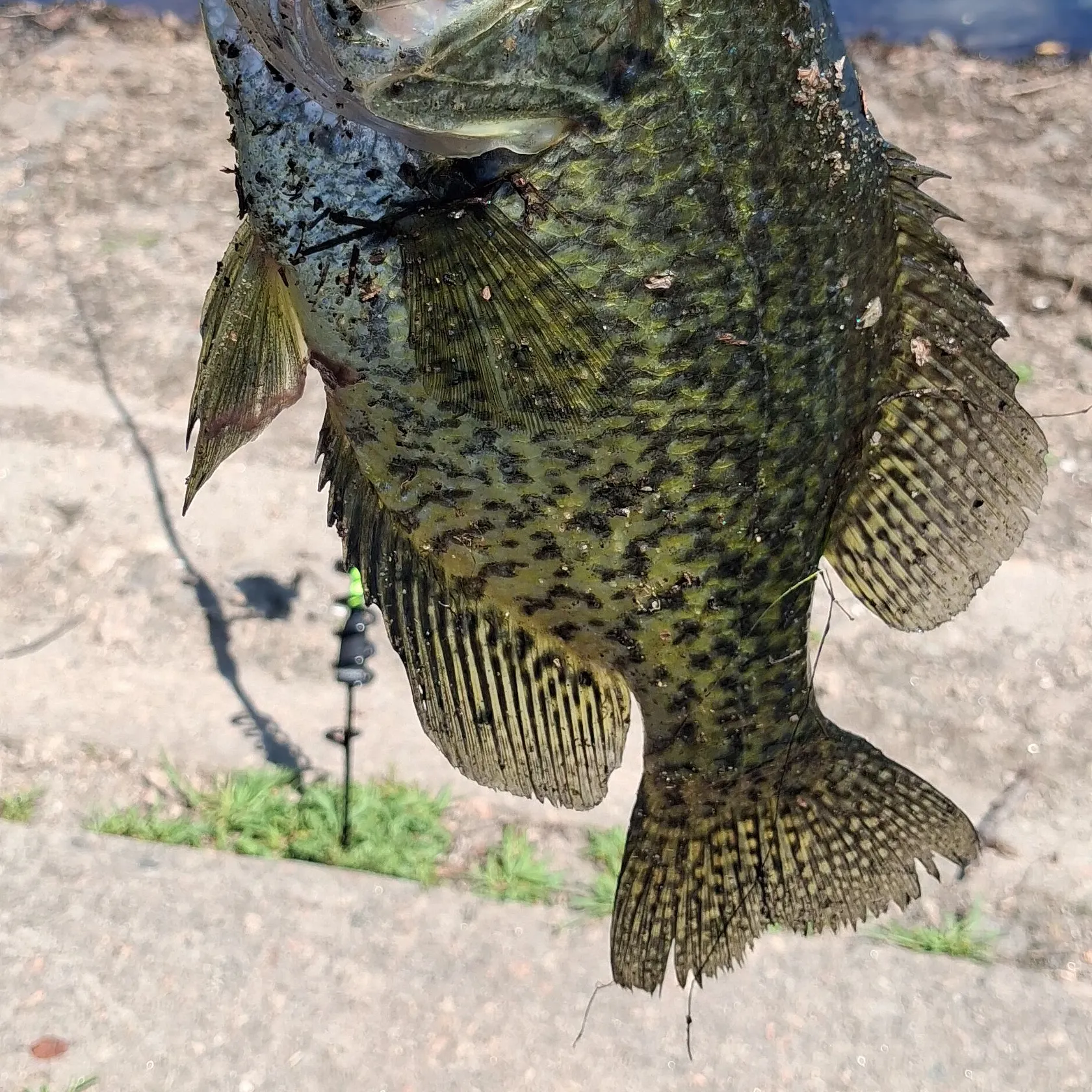 Black crappie caught on Fishbrain