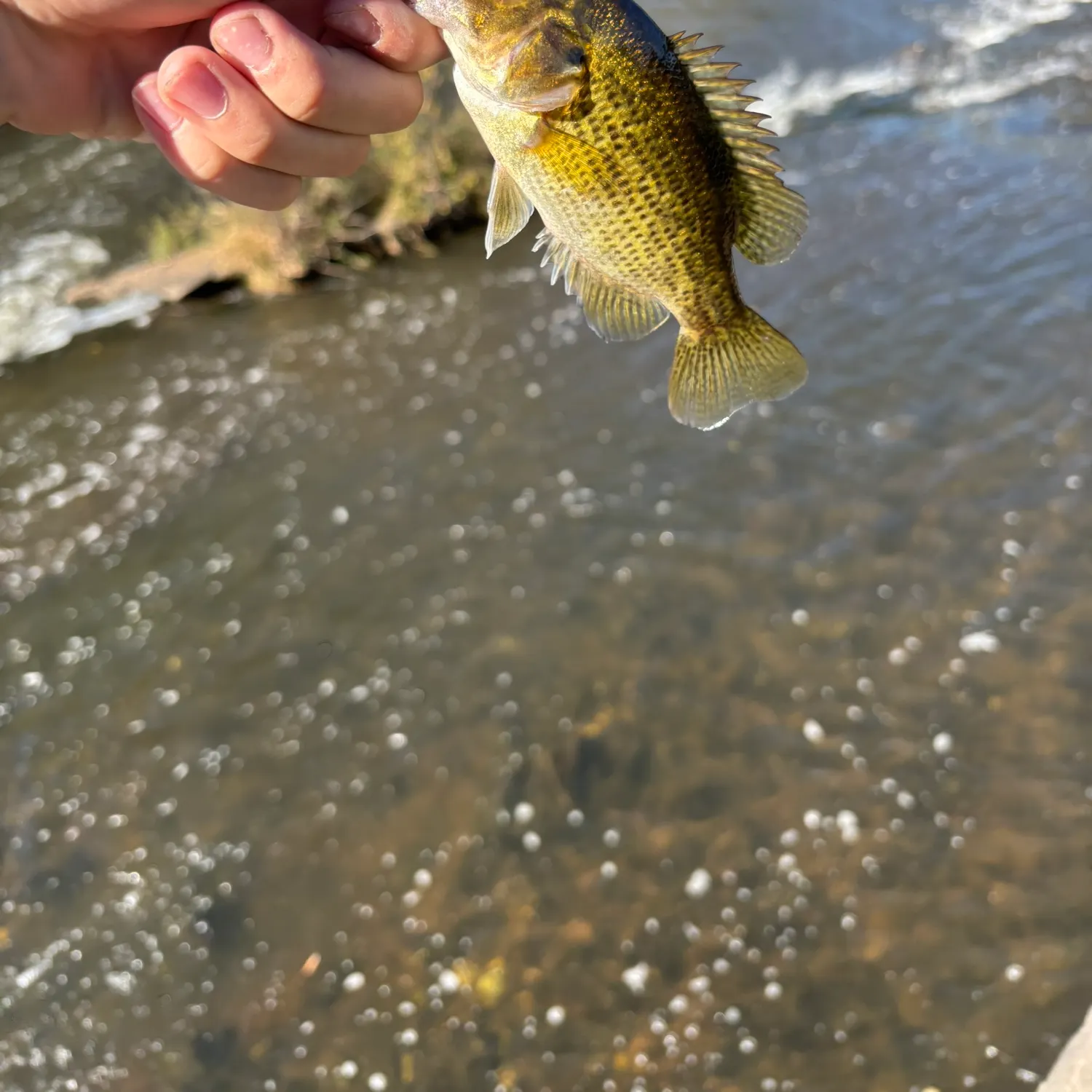 Rock bass caught on Fishbrain