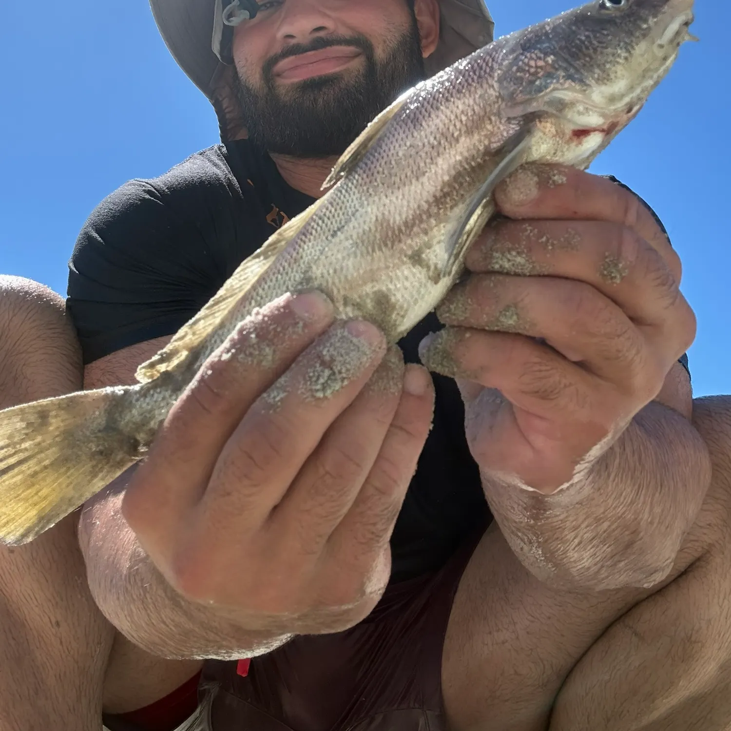 Southern kingcroaker caught on Fishbrain