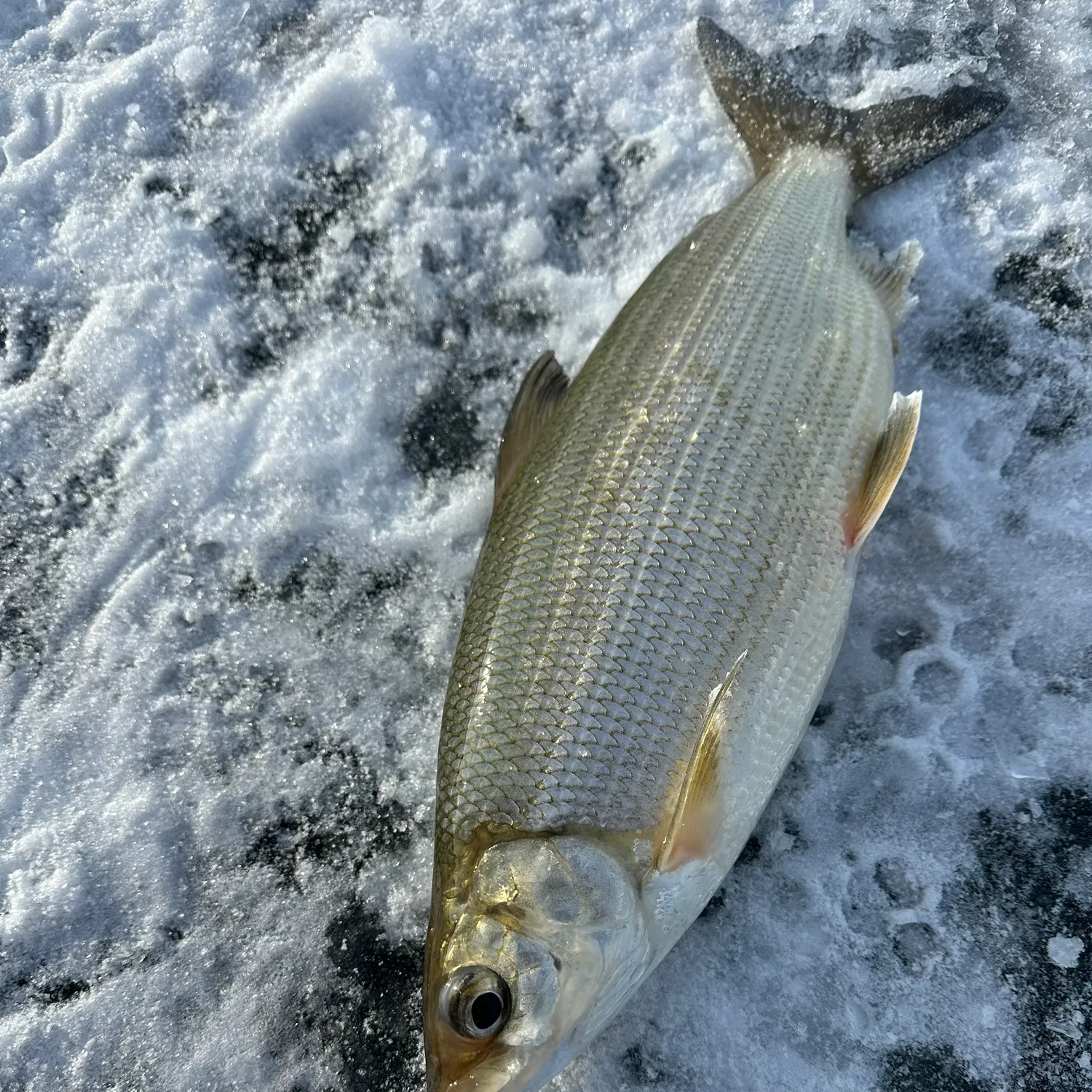 The most recent Lake whitefish catches on Fishbrain