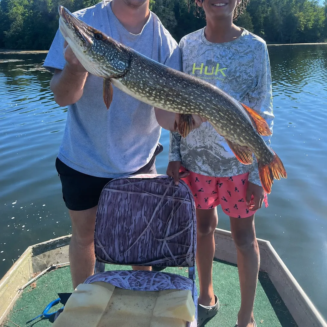 Northern pike caught on Fishbrain