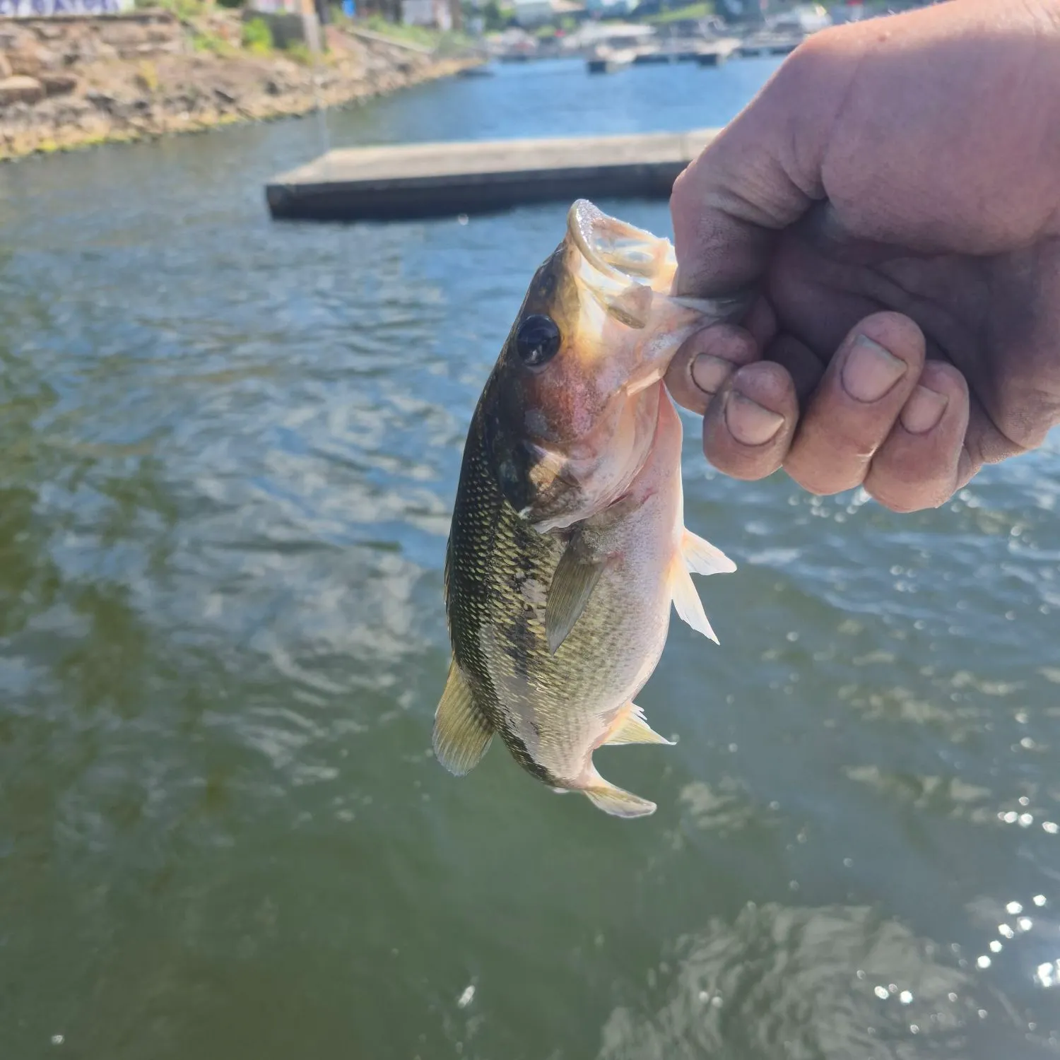 Spotted bass caught on Fishbrain