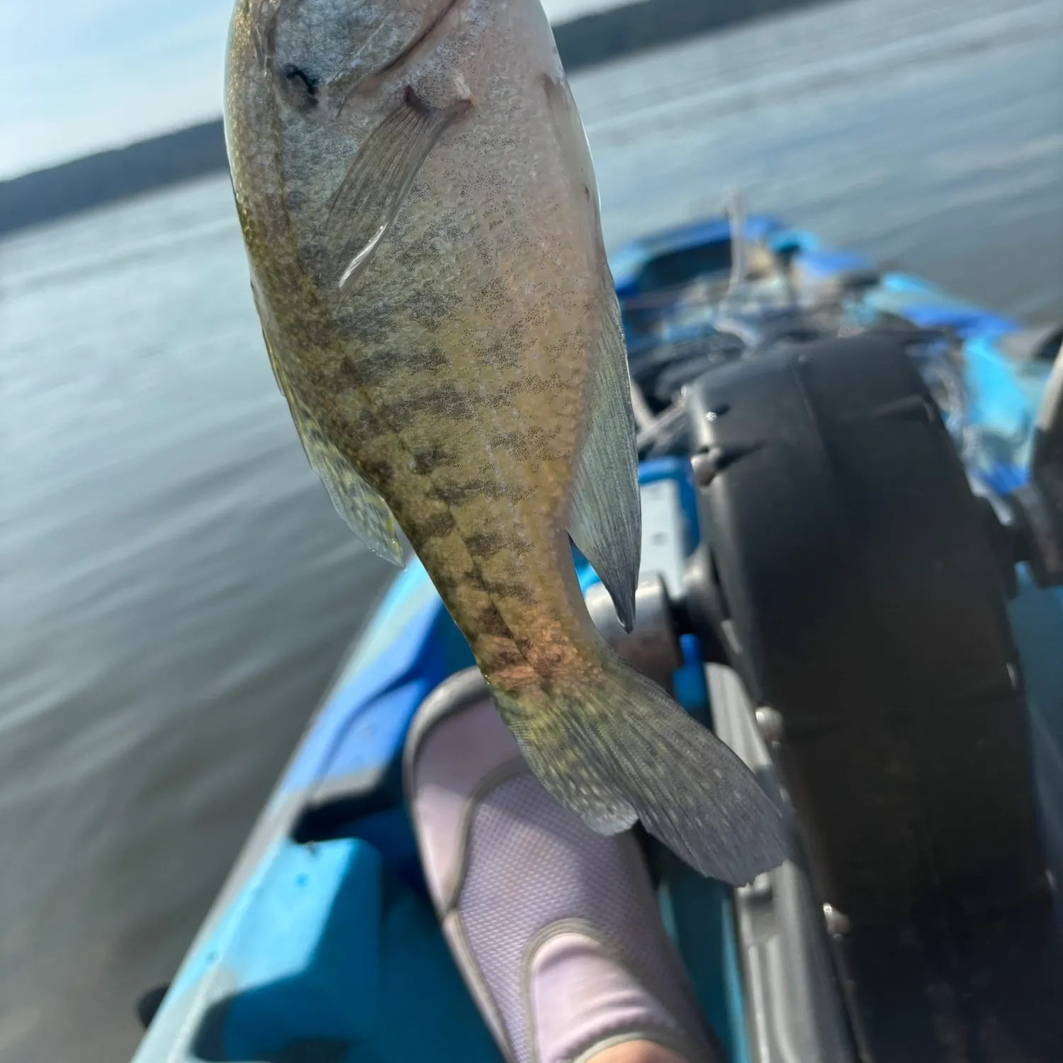White crappie caught on Fishbrain