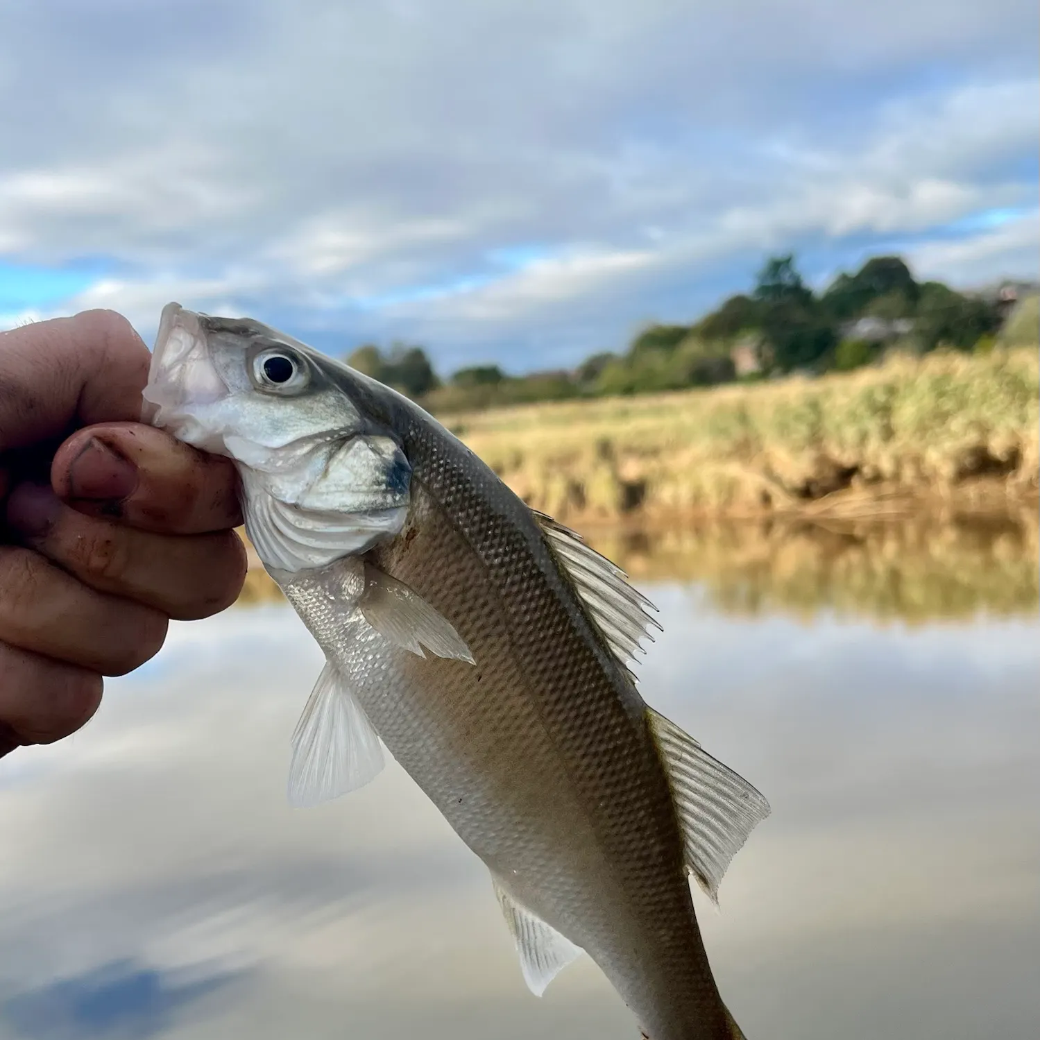 European seabass caught on Fishbrain
