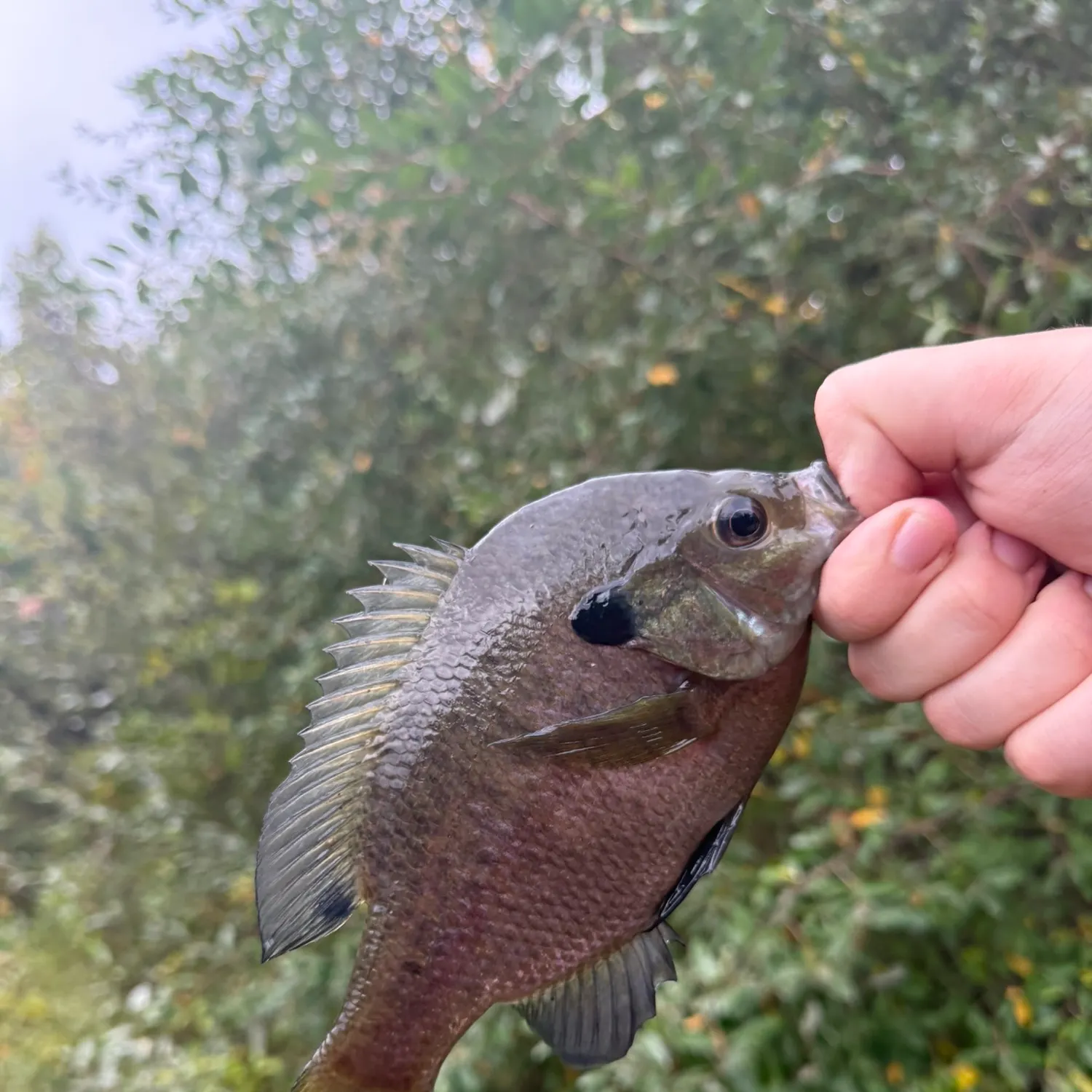 Bluegill caught on Fishbrain
