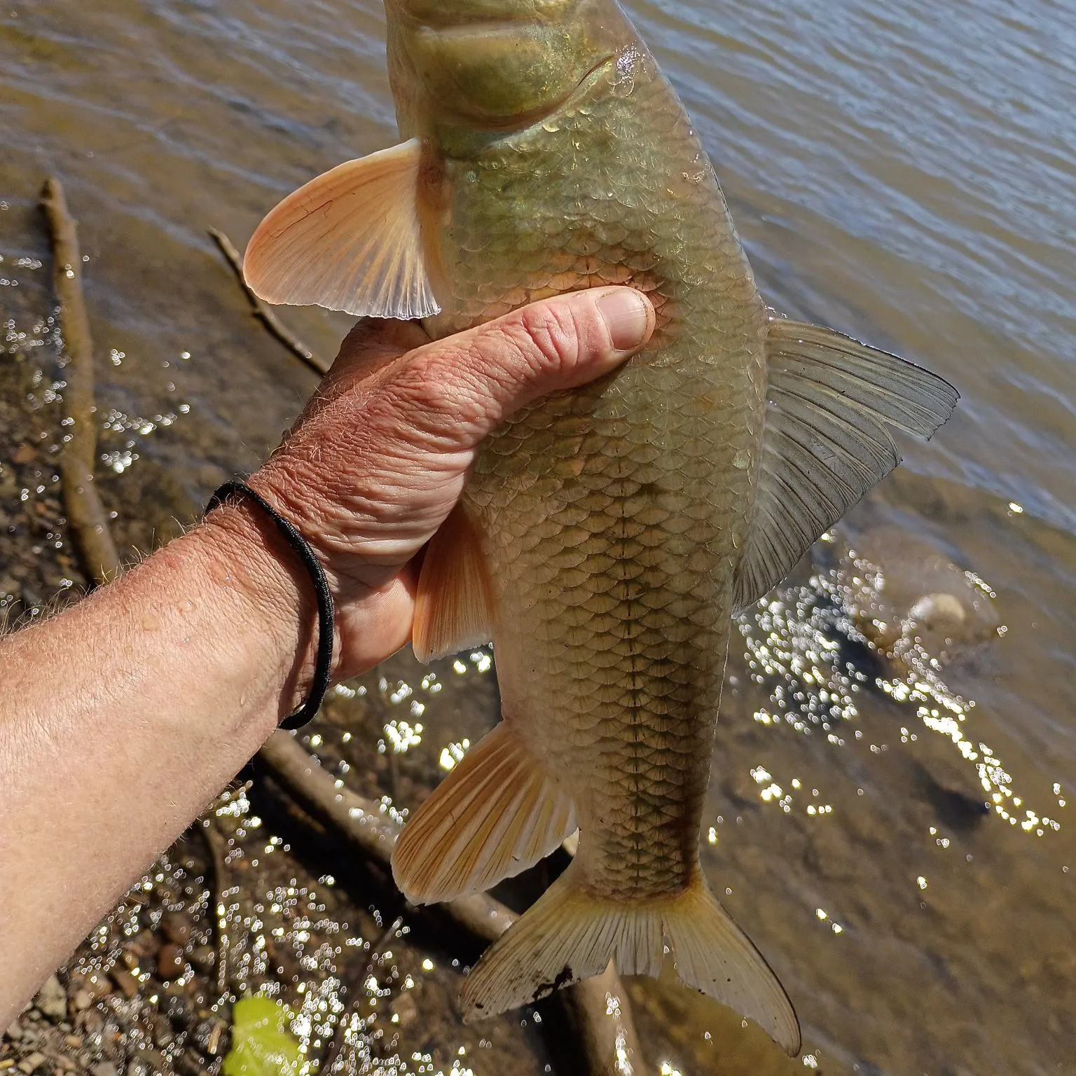 The most recent Golden redhorse catches on Fishbrain