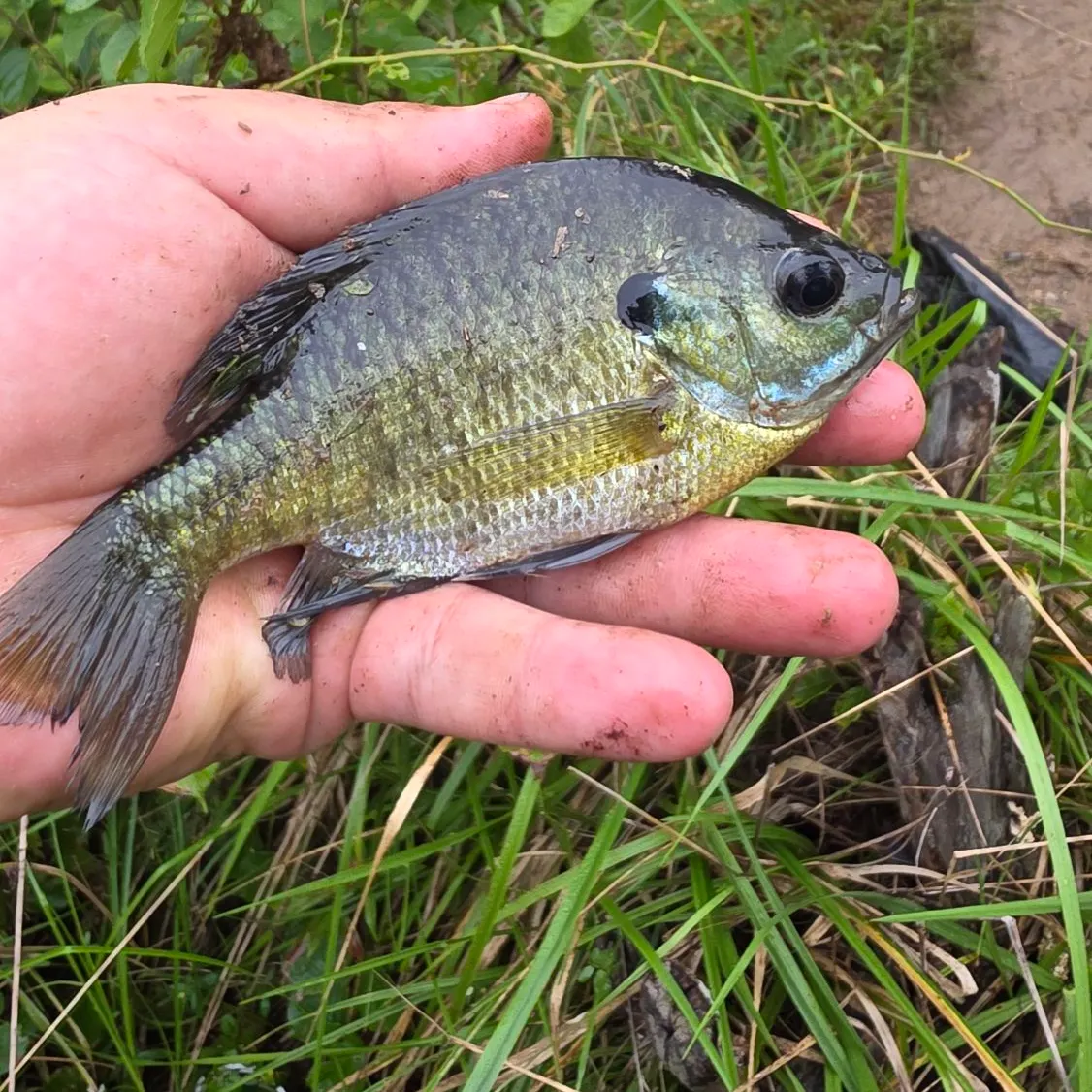Bluegill caught on Fishbrain