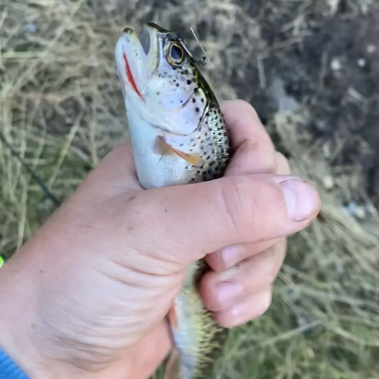 Coastal cutthroat trout caught on Fishbrain