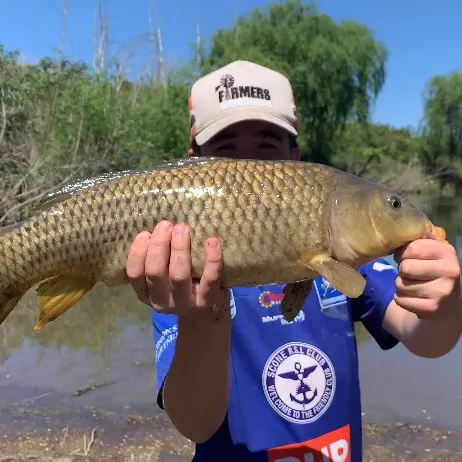 Common carp caught on Fishbrain