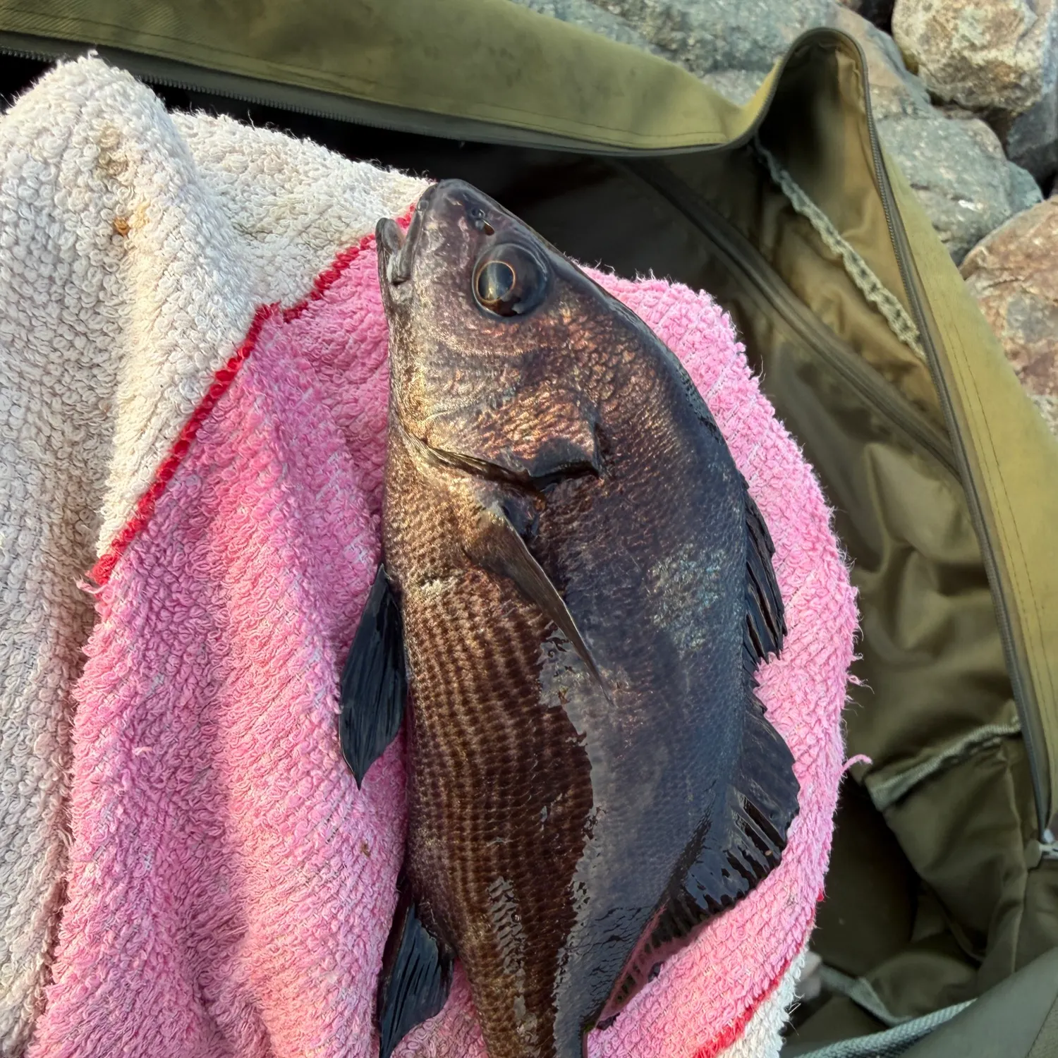 Black croaker caught on Fishbrain