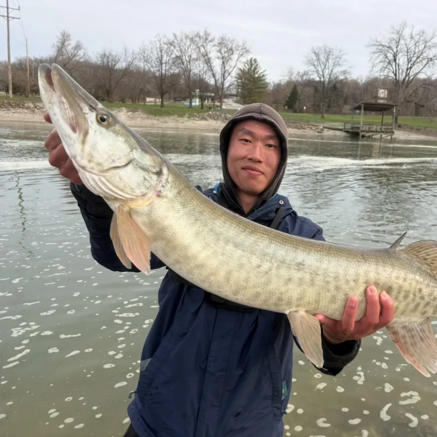 The most recent Muskellunge catches on Fishbrain