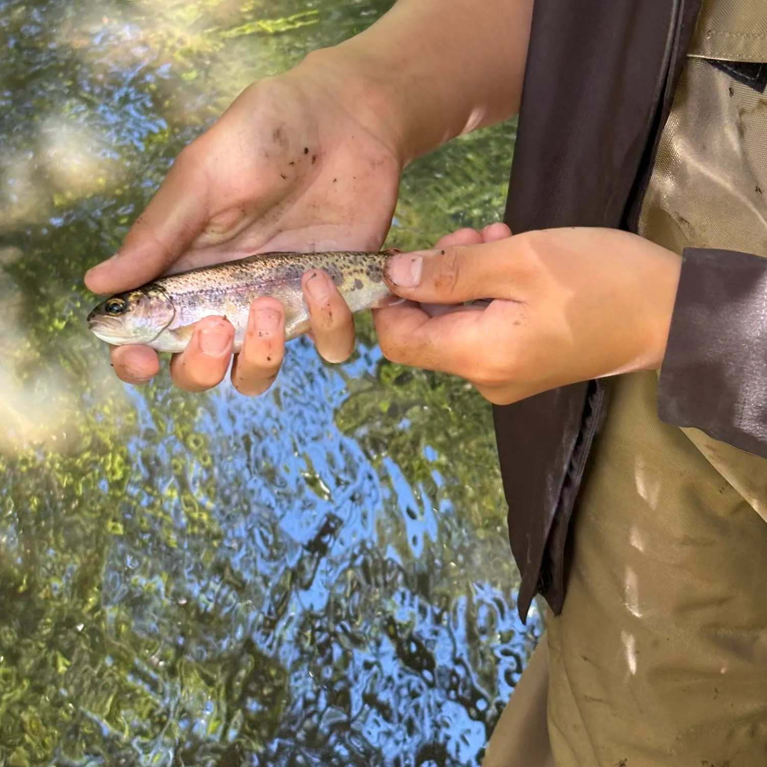 The most recent Coastal rainbow trout catches on Fishbrain