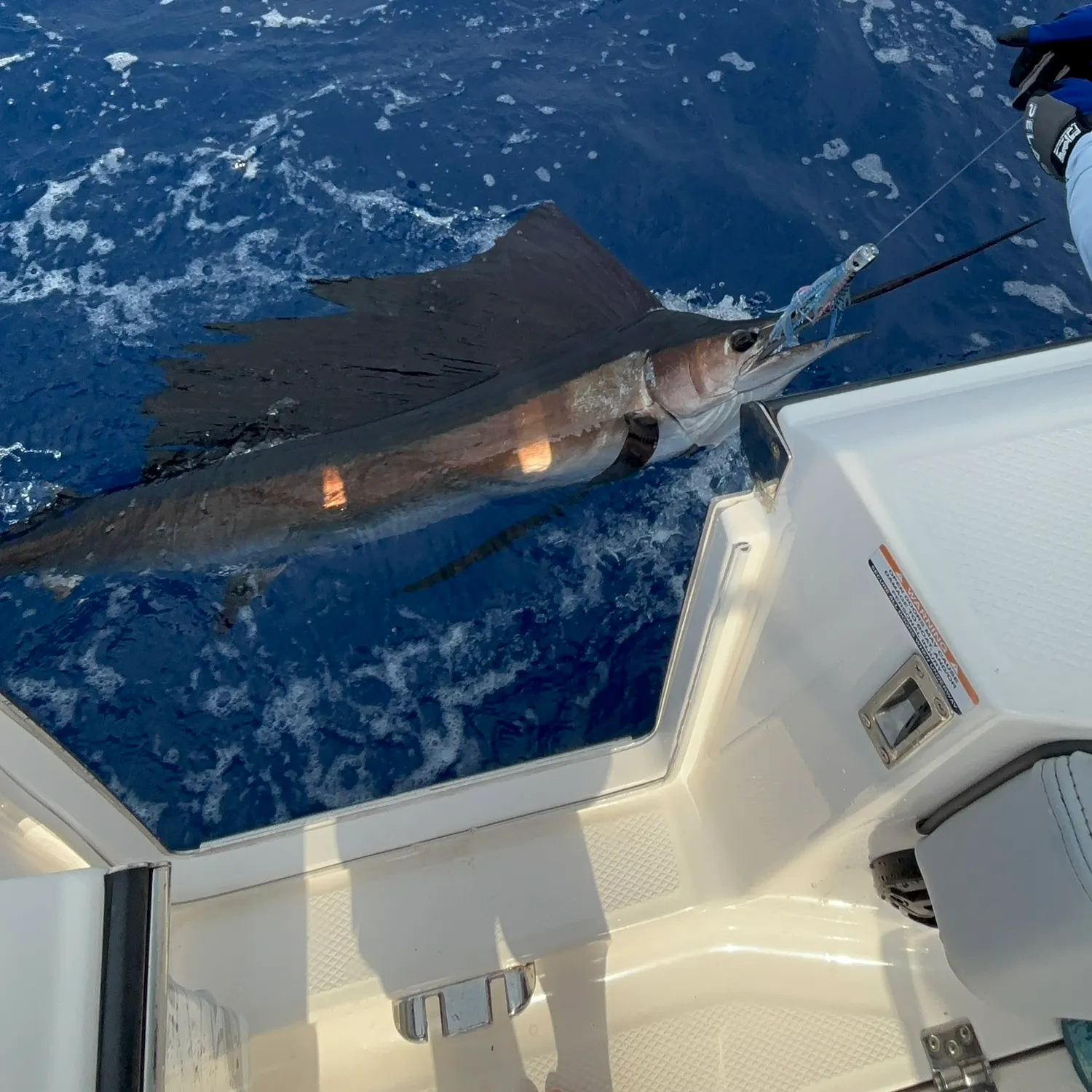 The most recent Atlantic sailfish catches on Fishbrain