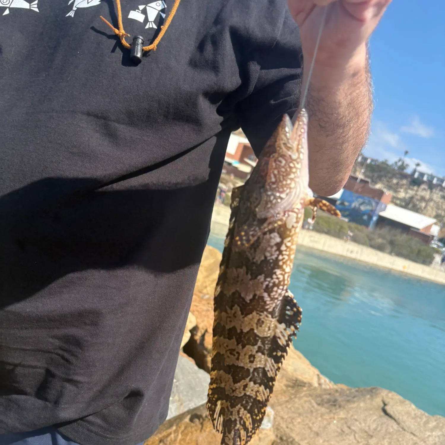 The most recent Giant kelpfish catches on Fishbrain