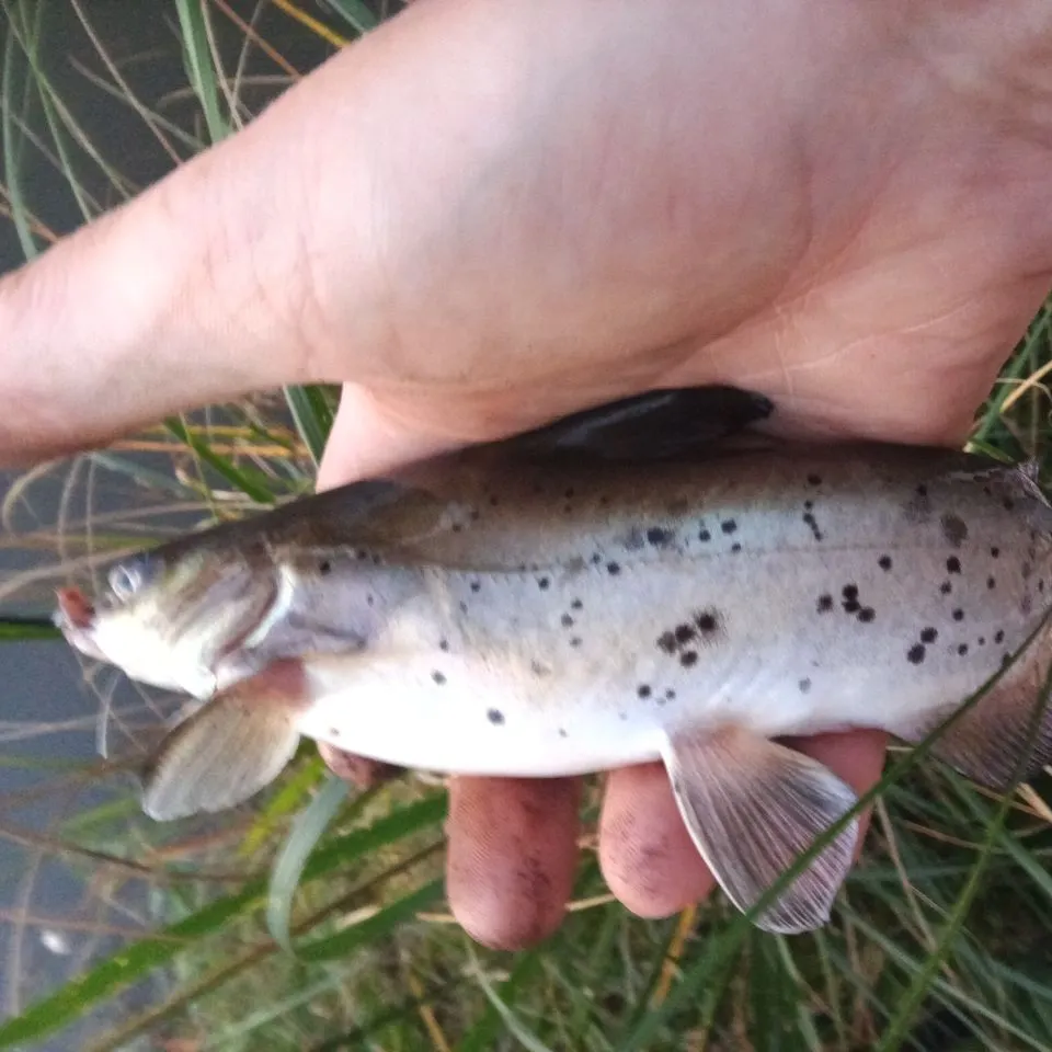 Channel catfish caught on Fishbrain