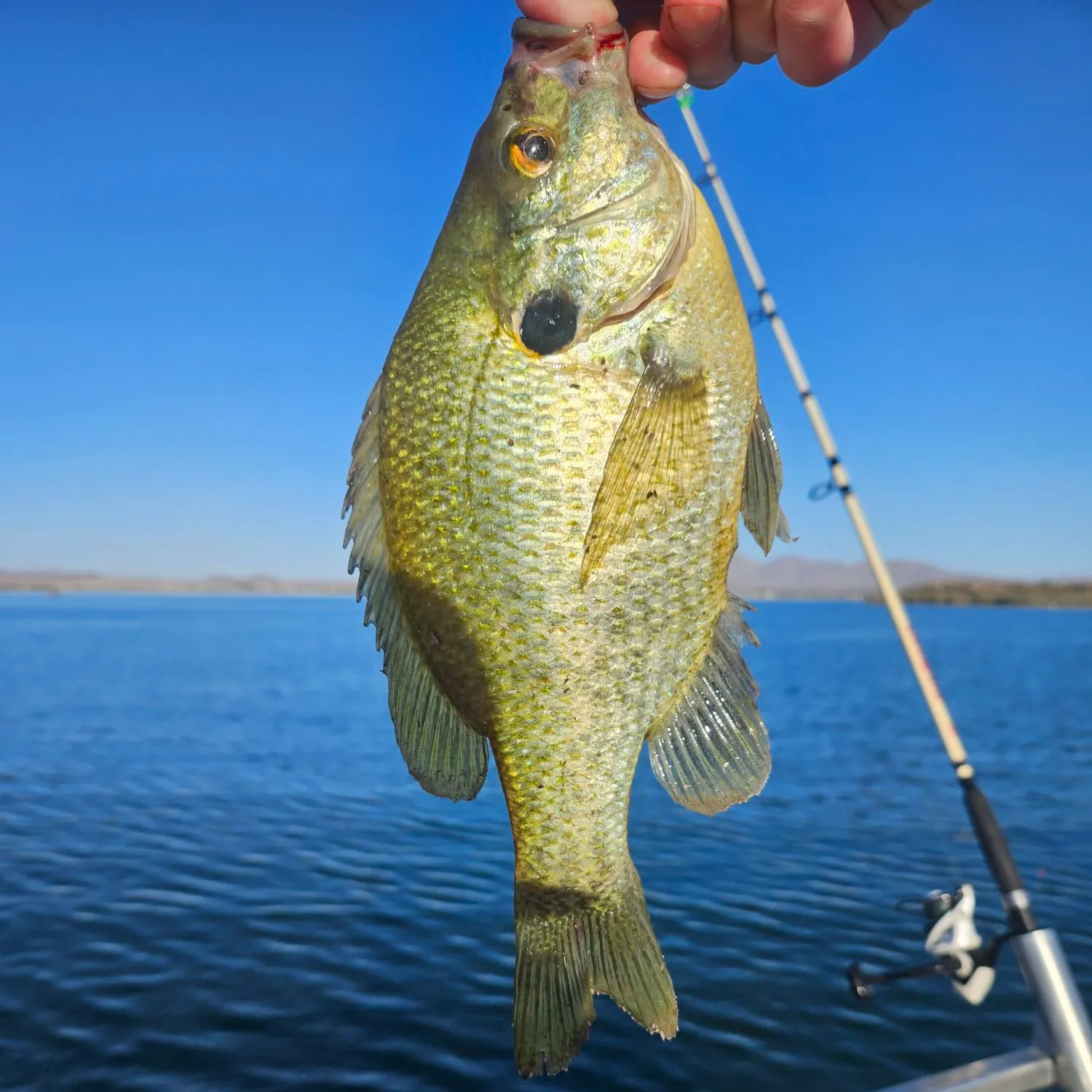 Redear sunfish caught on Fishbrain