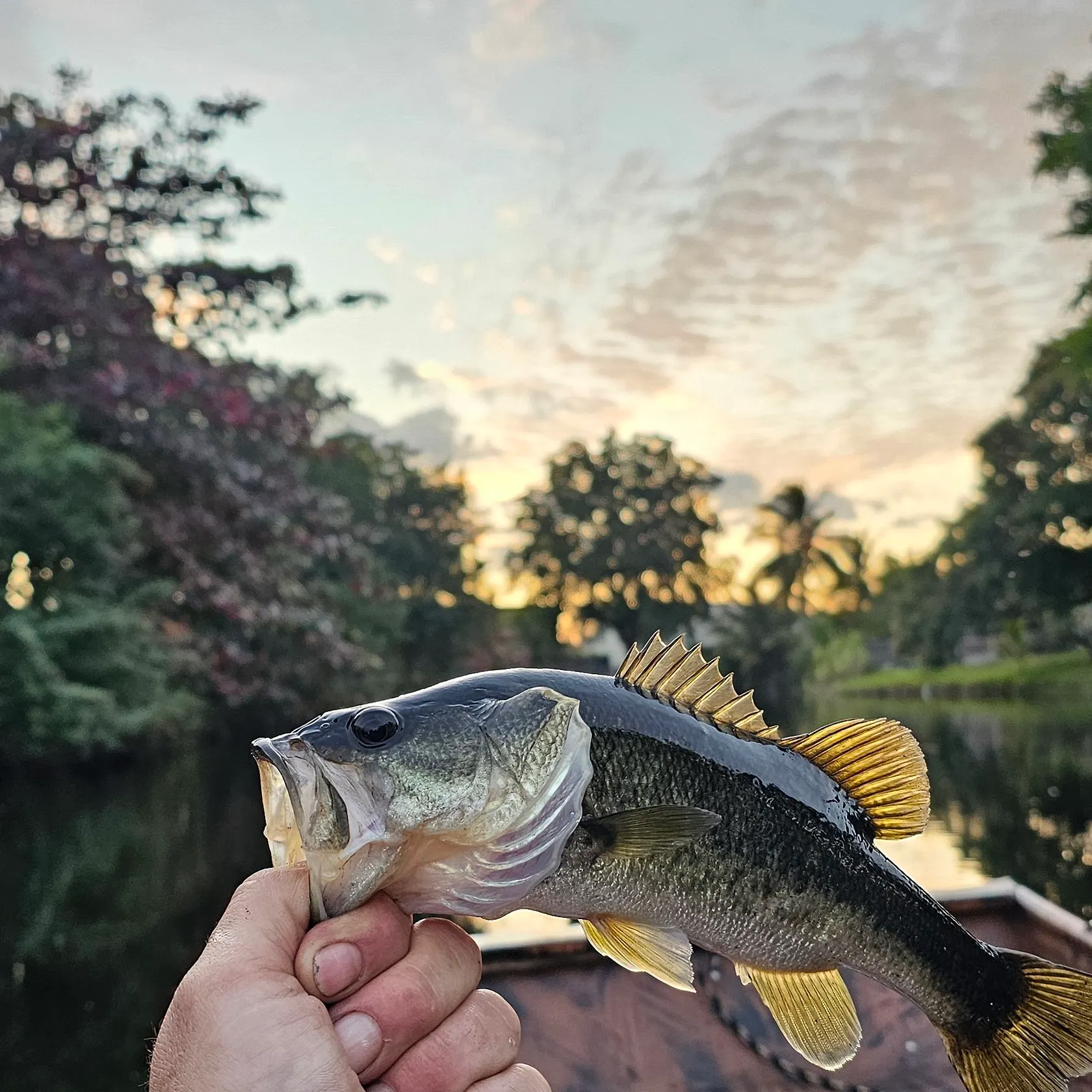 Largemouth bass caught on Fishbrain