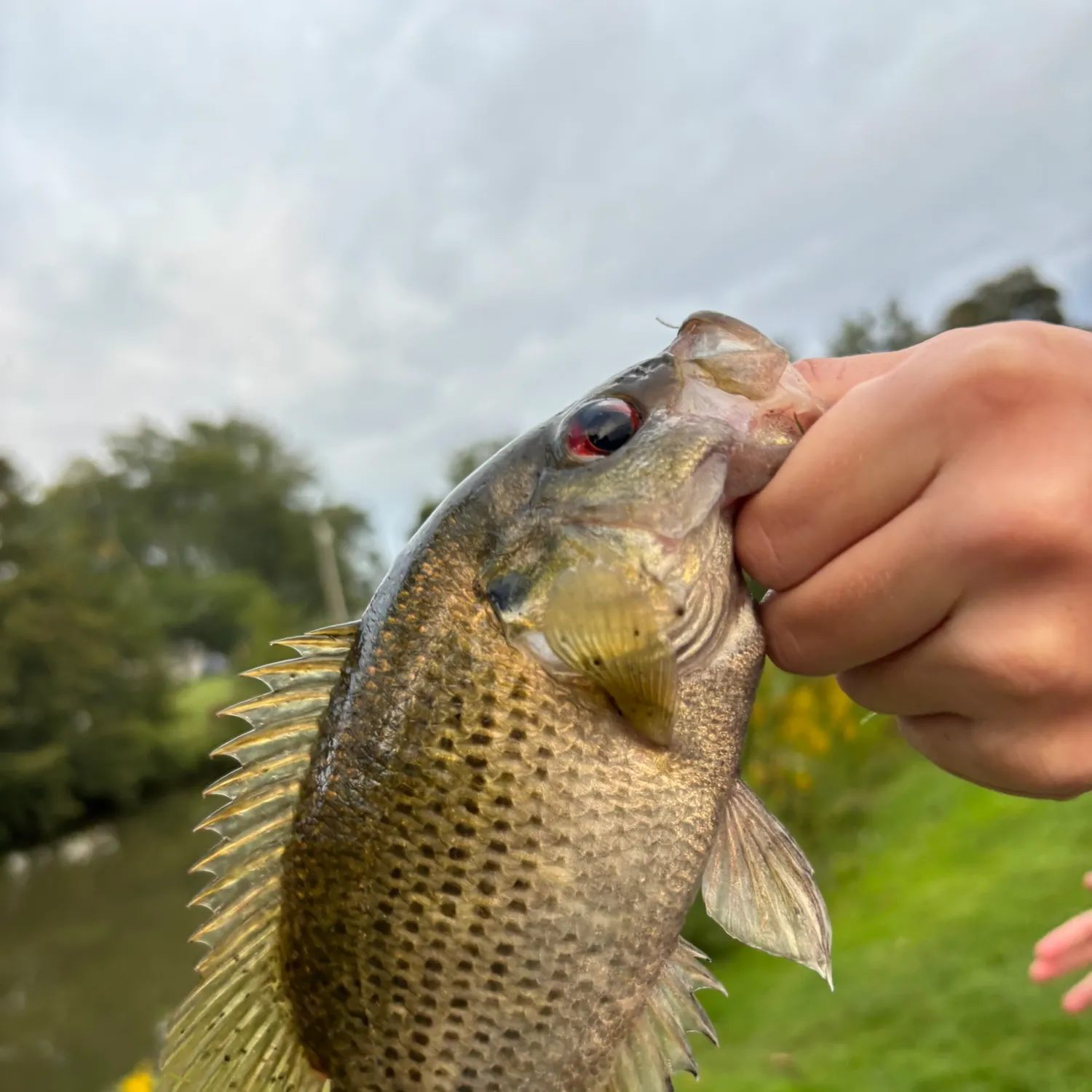 Rock bass caught on Fishbrain