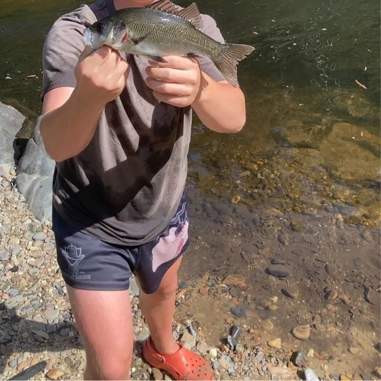 The most recent Australian bass catches on Fishbrain