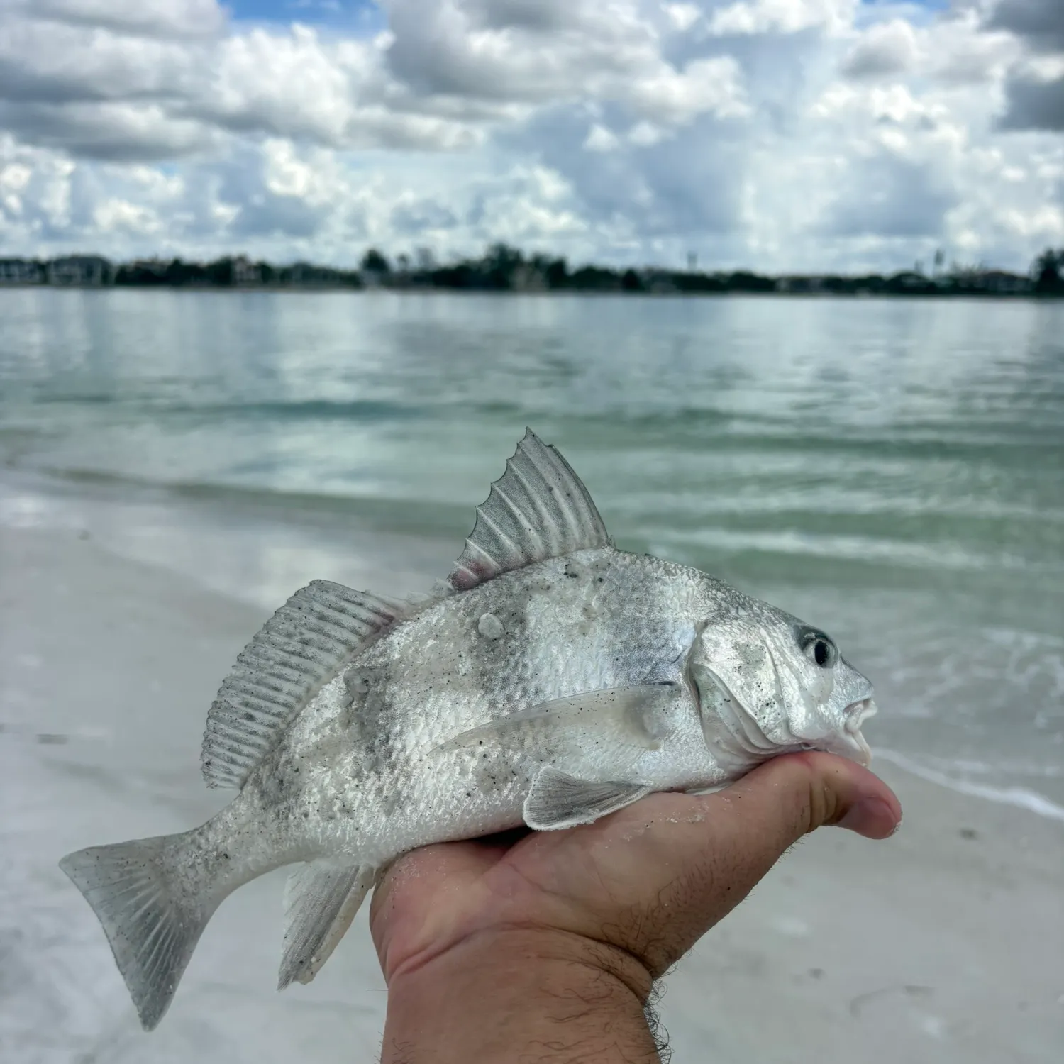 Black drum caught on Fishbrain