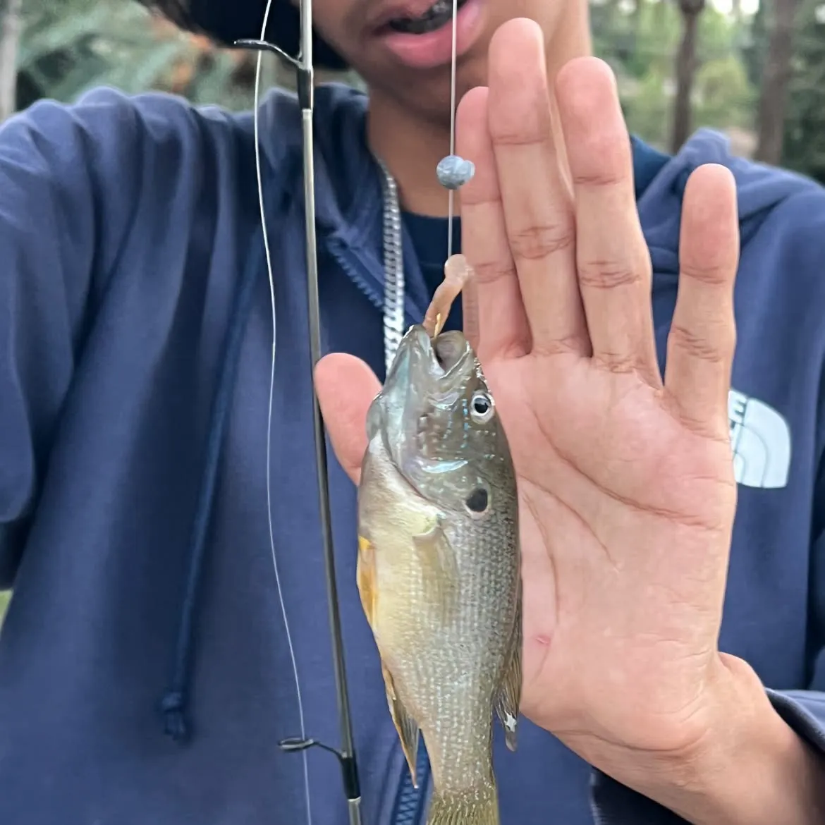Bluegill caught on Fishbrain