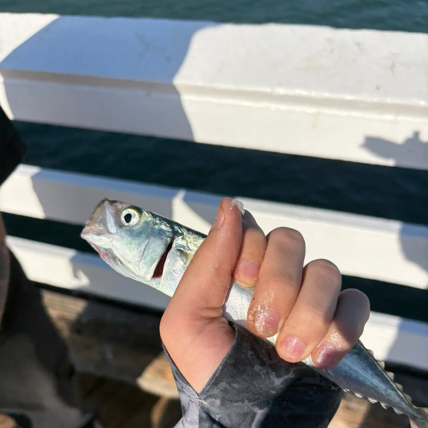Pacific chub mackerel caught on Fishbrain