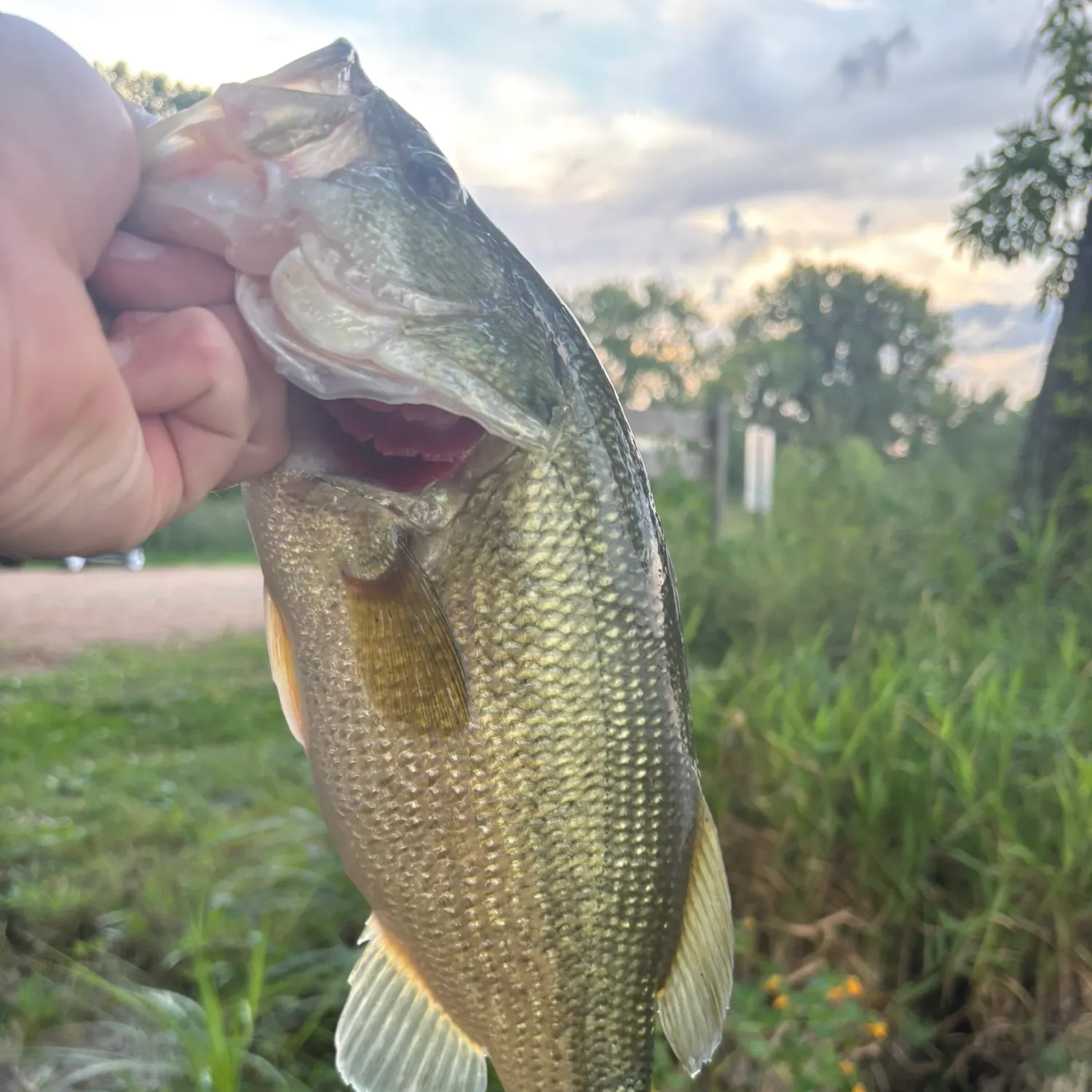 Largemouth bass caught on Fishbrain