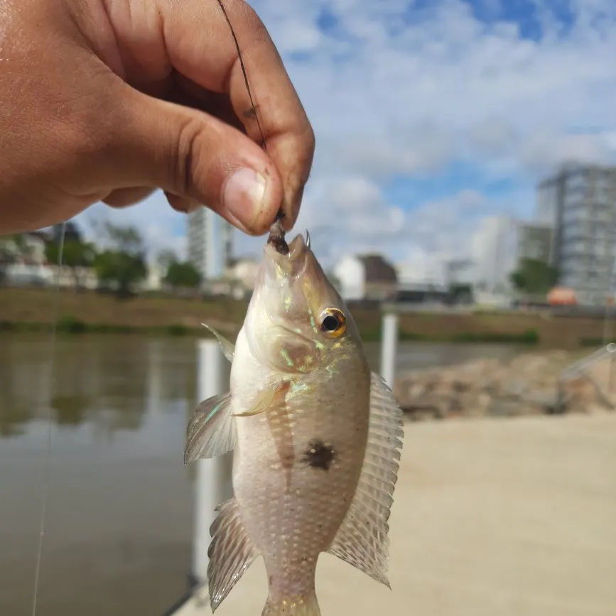 The most recent Black acara catches on Fishbrain