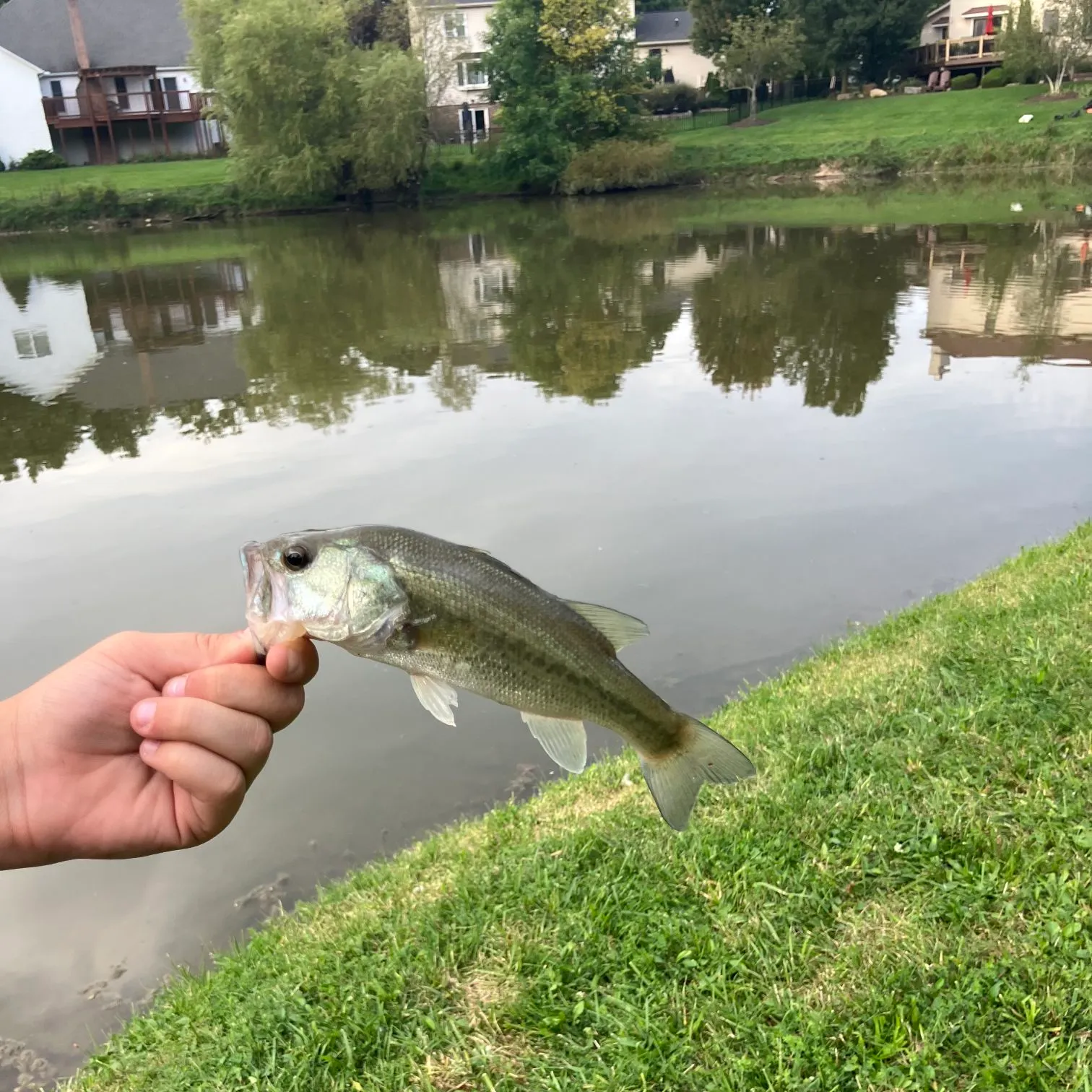 Fish caught on Fishbrain