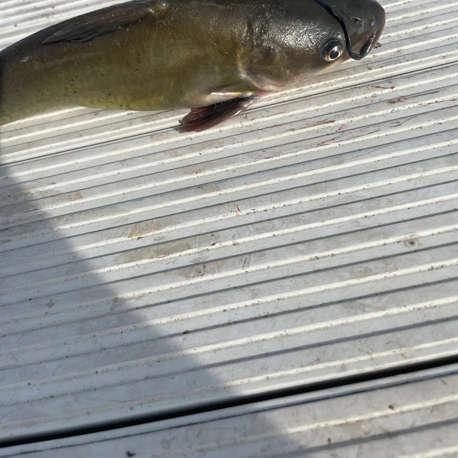 Channel catfish caught on Fishbrain
