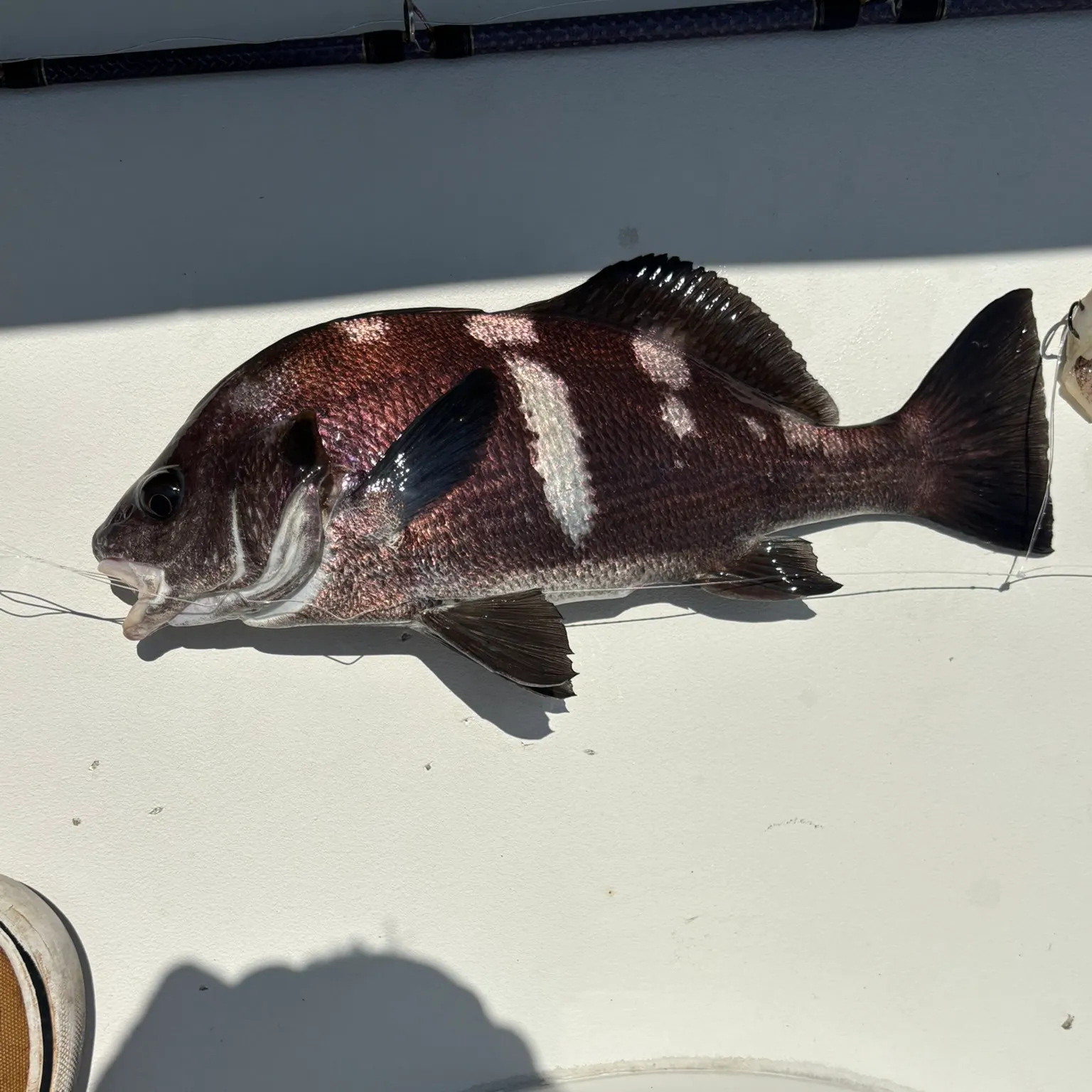 The most recent Rubberlip seaperch catches on Fishbrain