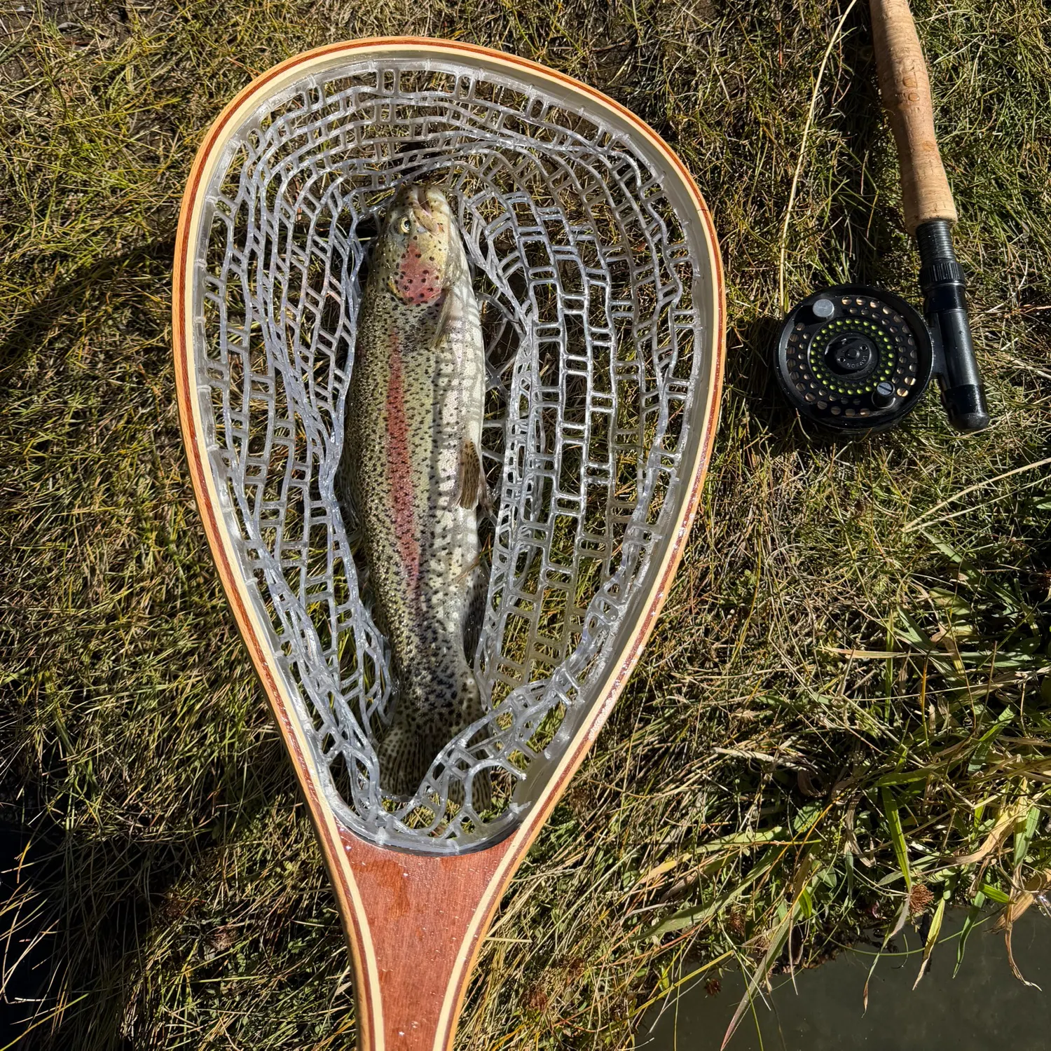 Rainbow trout caught on Fishbrain