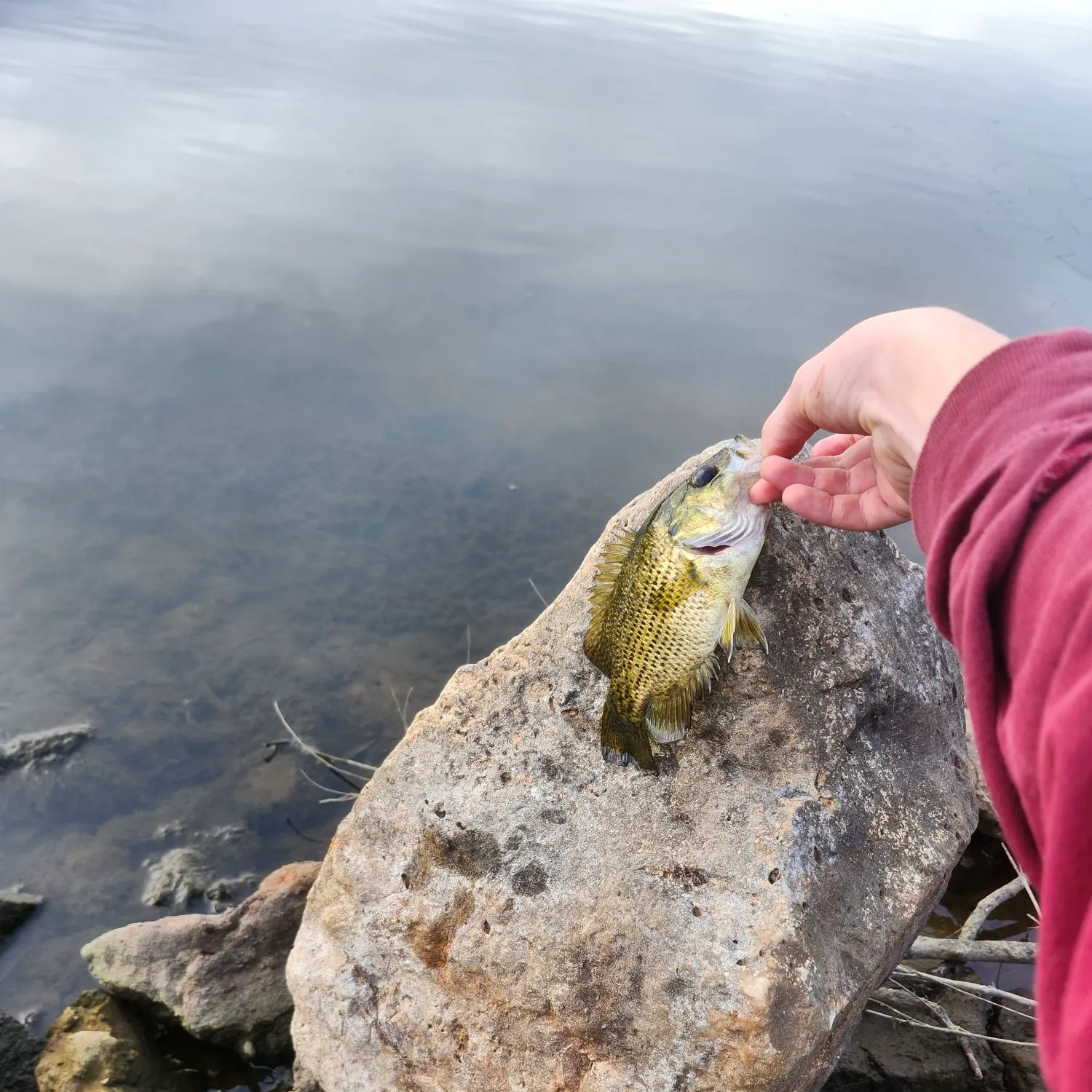 Rock bass caught on Fishbrain
