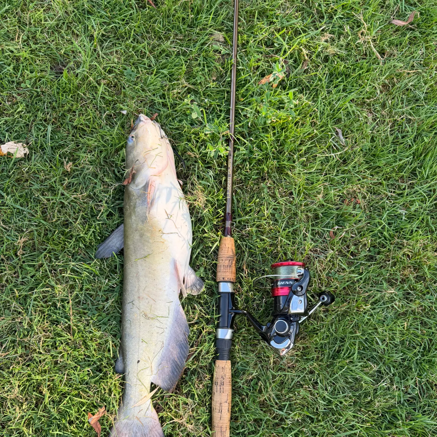 Channel catfish caught on Fishbrain