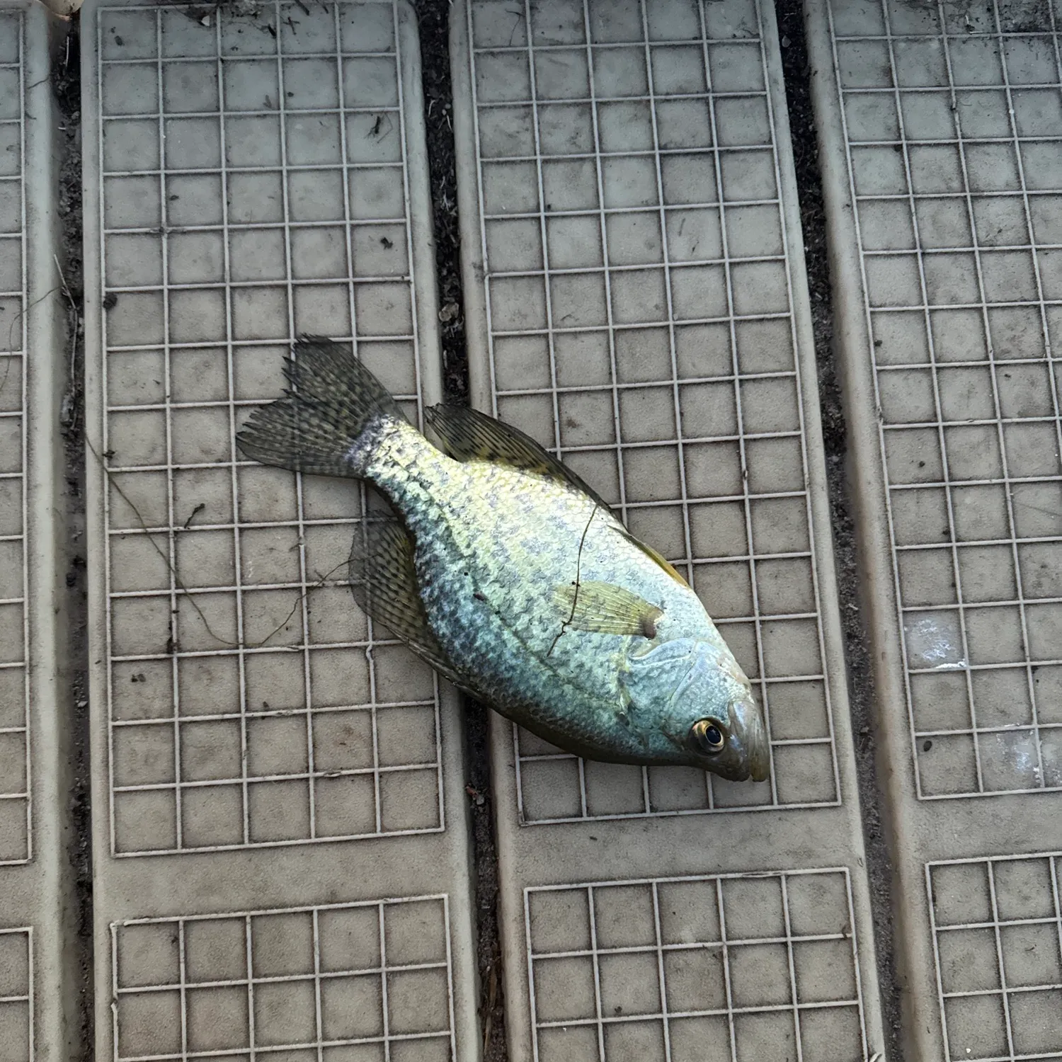 Black crappie caught on Fishbrain