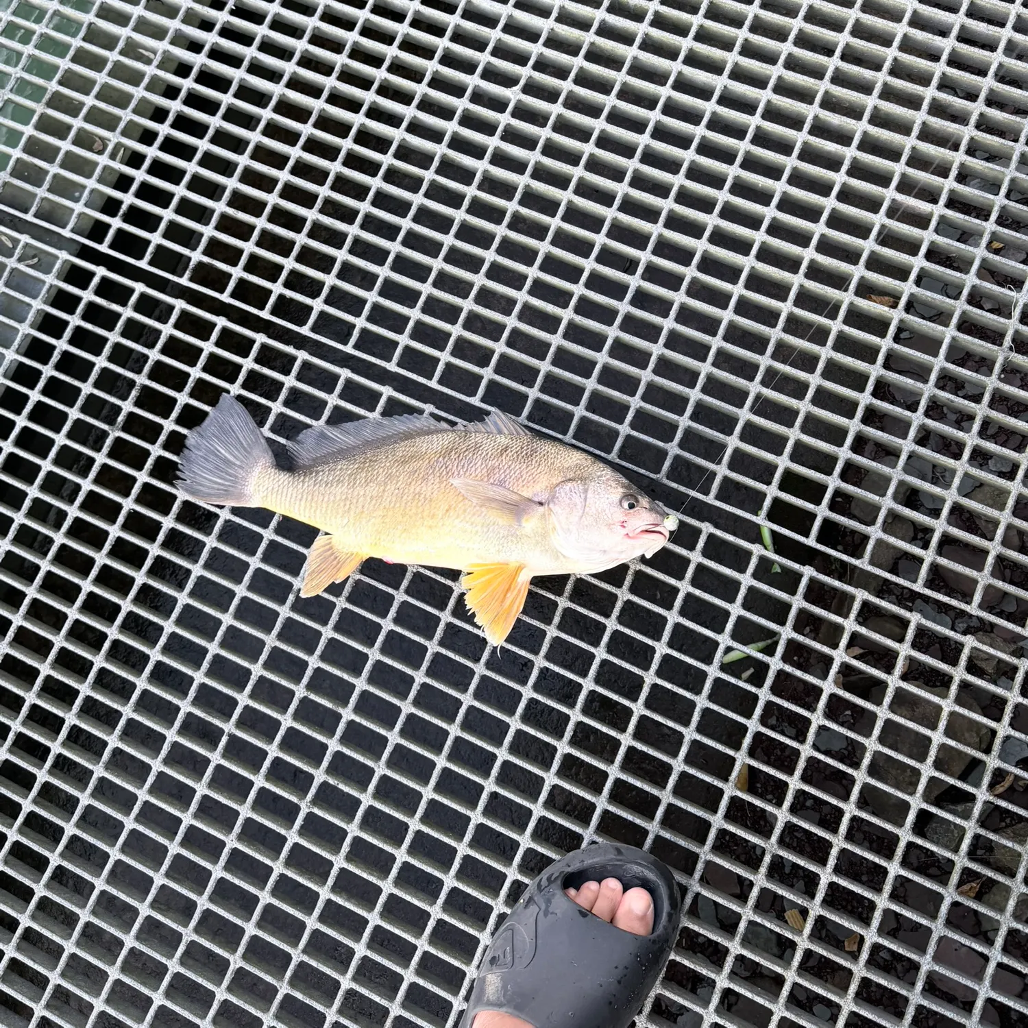 Freshwater drum caught on Fishbrain