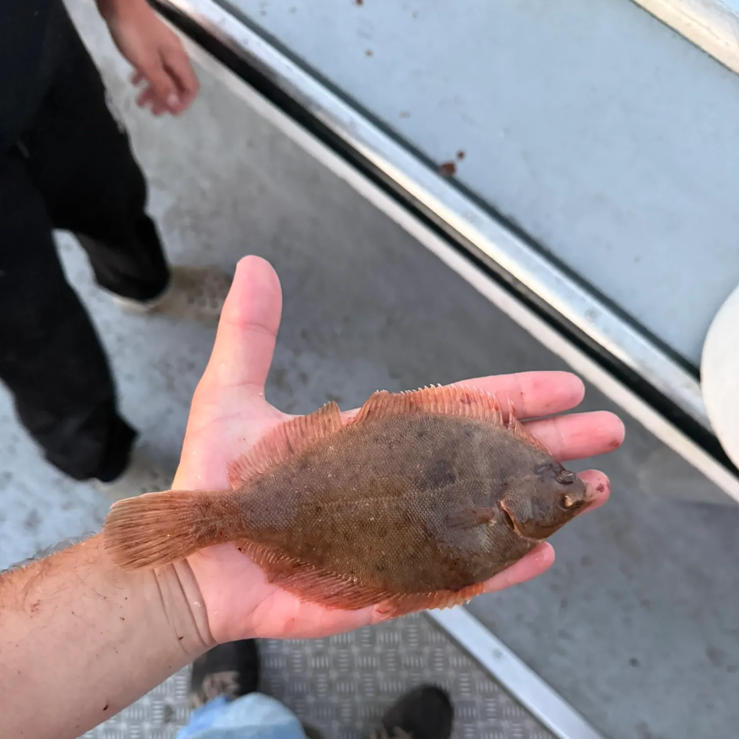 Summer flounder caught on Fishbrain