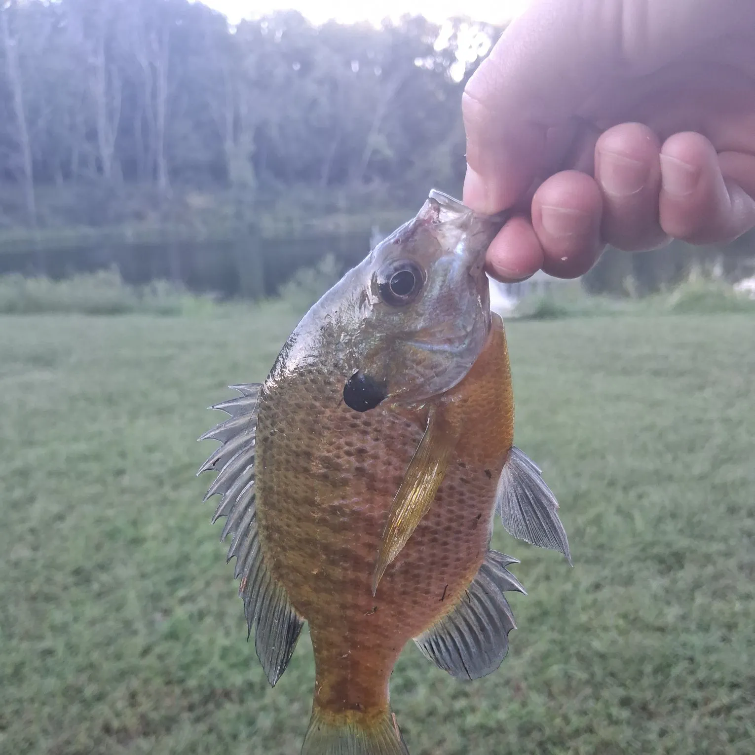 Bluegill caught on Fishbrain