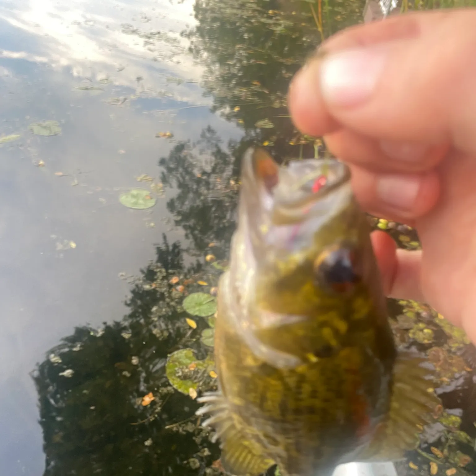 The most recent Rock bass catches on Fishbrain