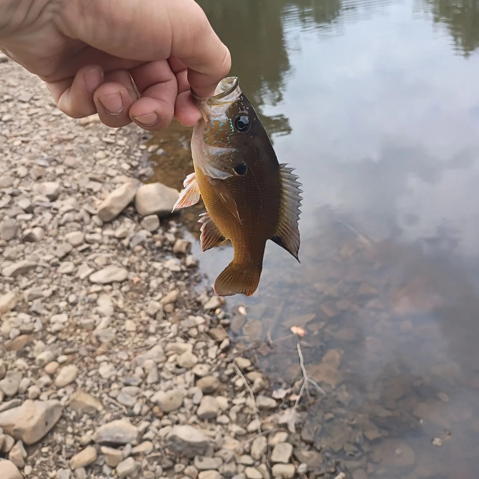 Green sunfish caught on Fishbrain