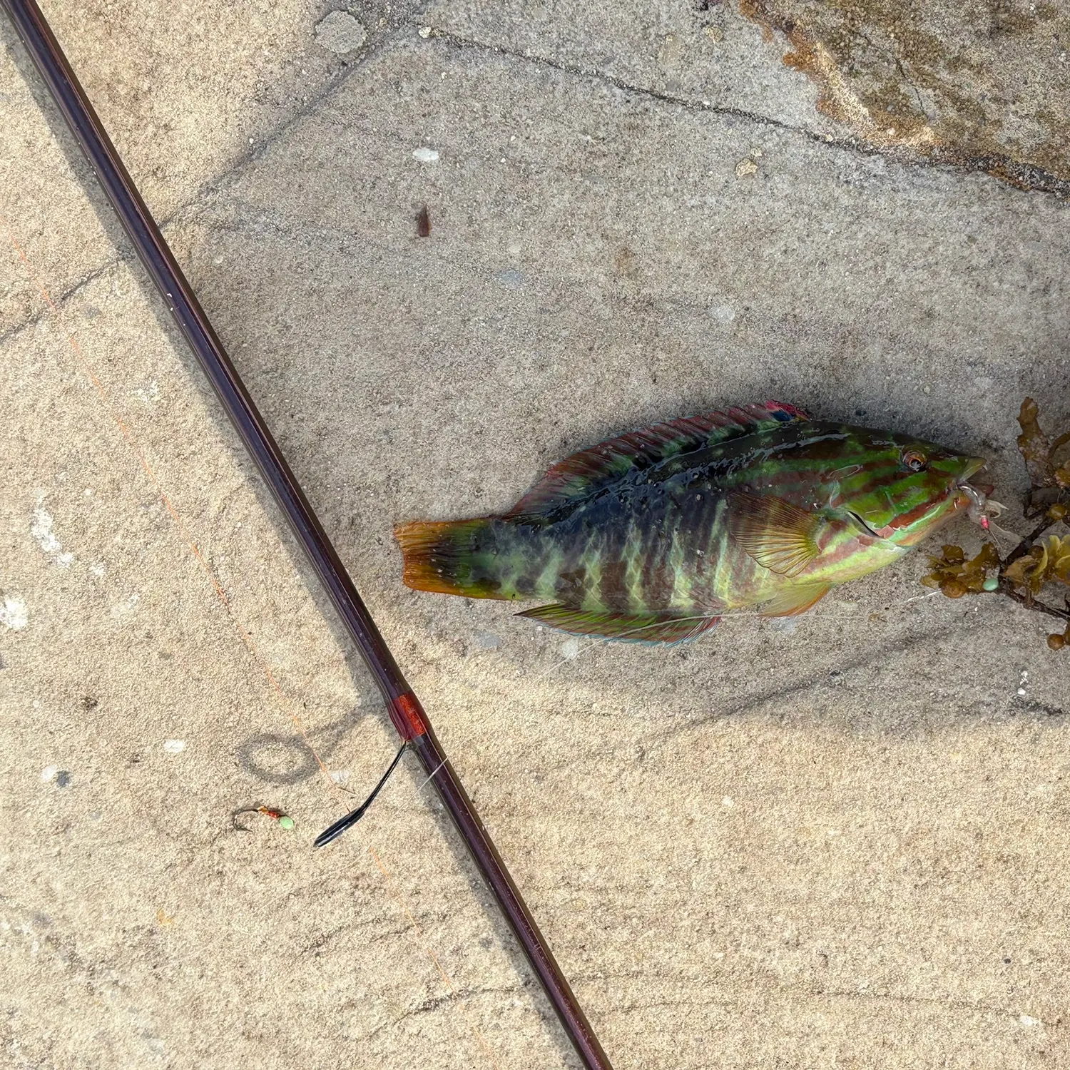 The most recent Gunther's wrasse catches on Fishbrain