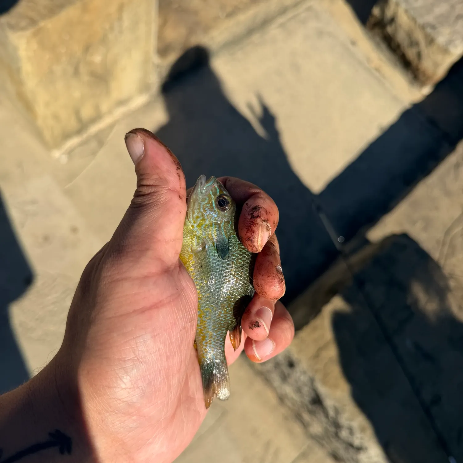 catch