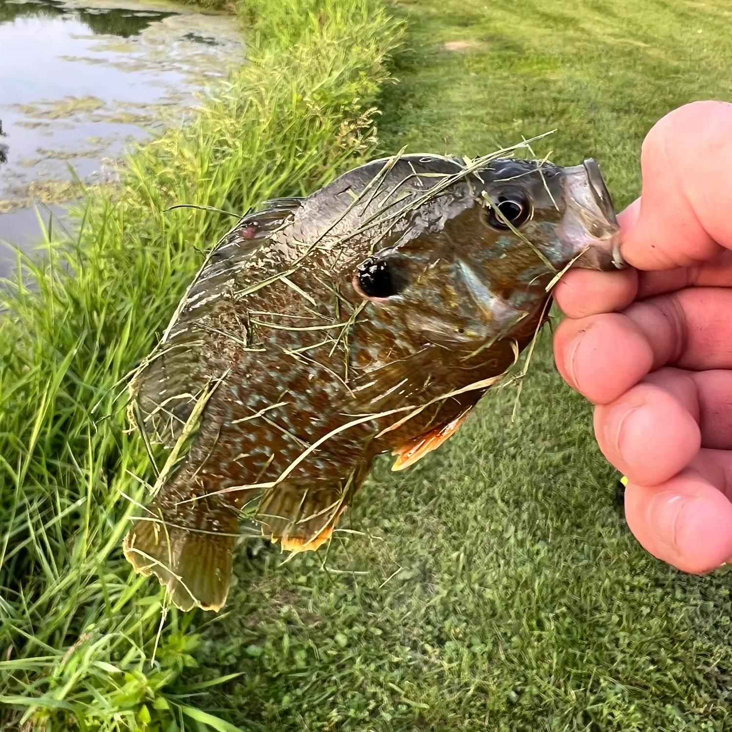 The most recent Wargill hybrid catches on Fishbrain
