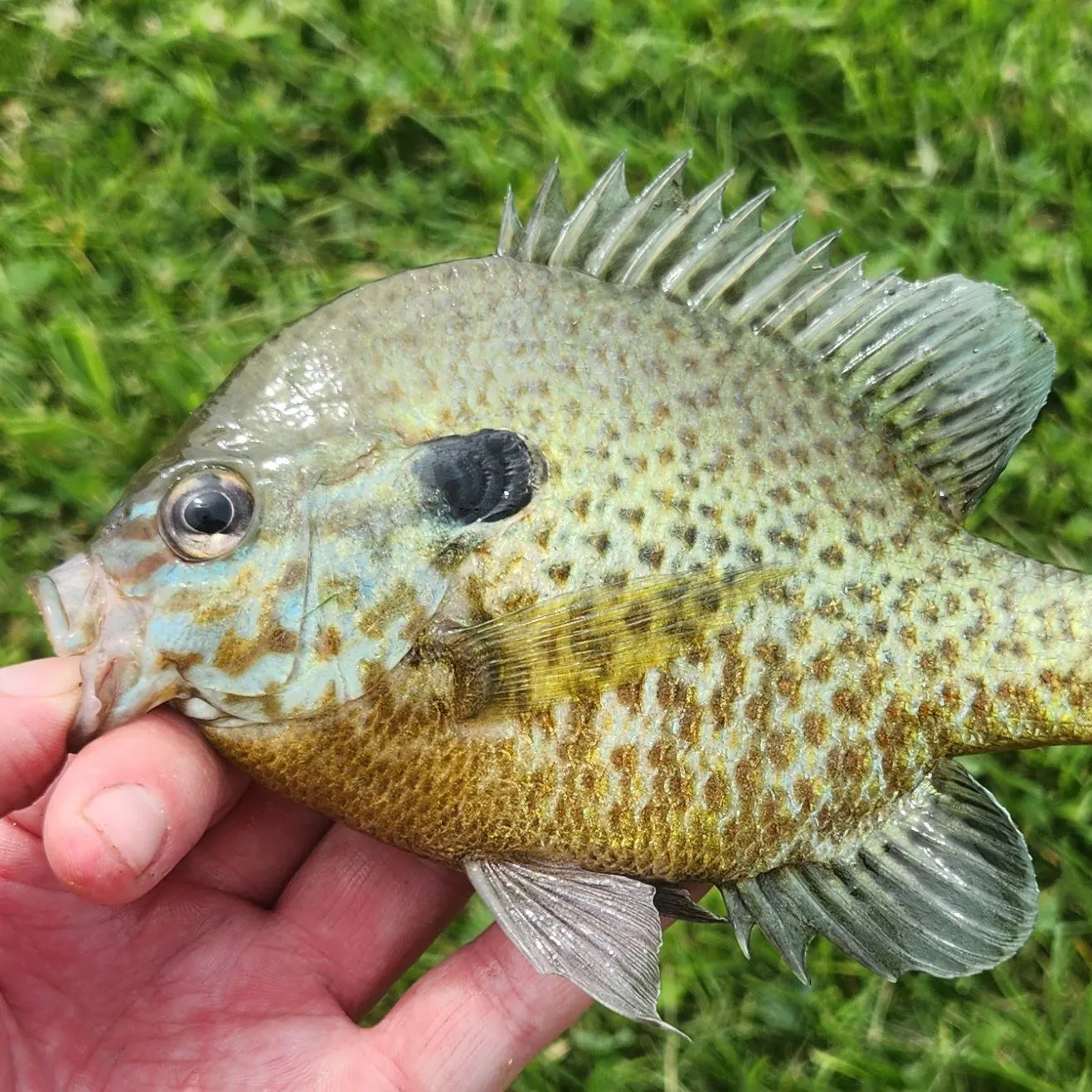 The most recent Pumpkingill hybrid catches on Fishbrain