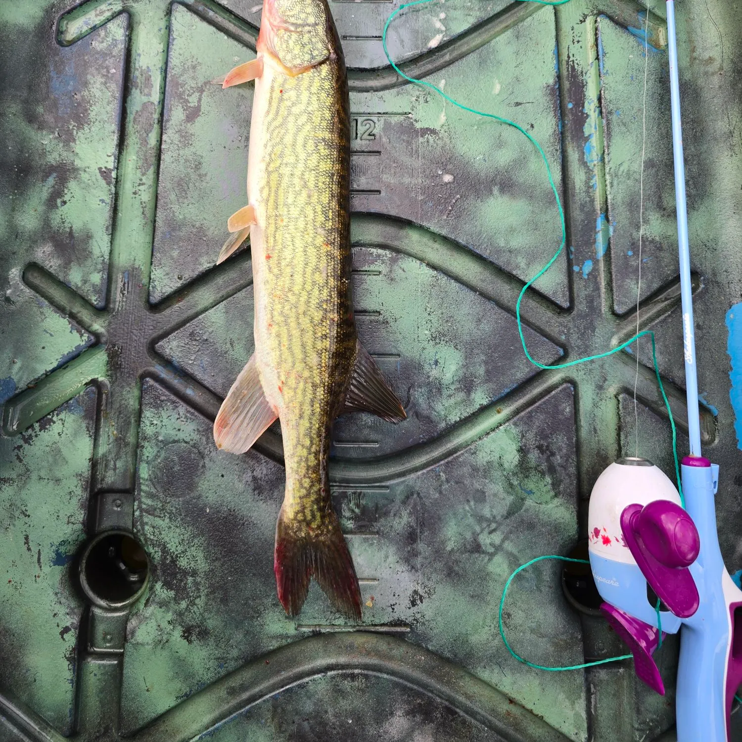 Chain pickerel caught on Fishbrain