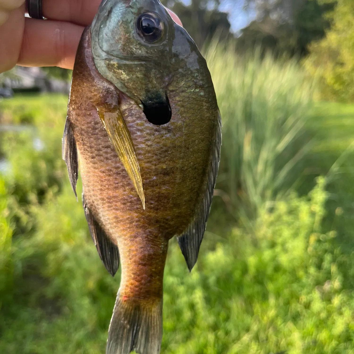 Bluegill caught on Fishbrain